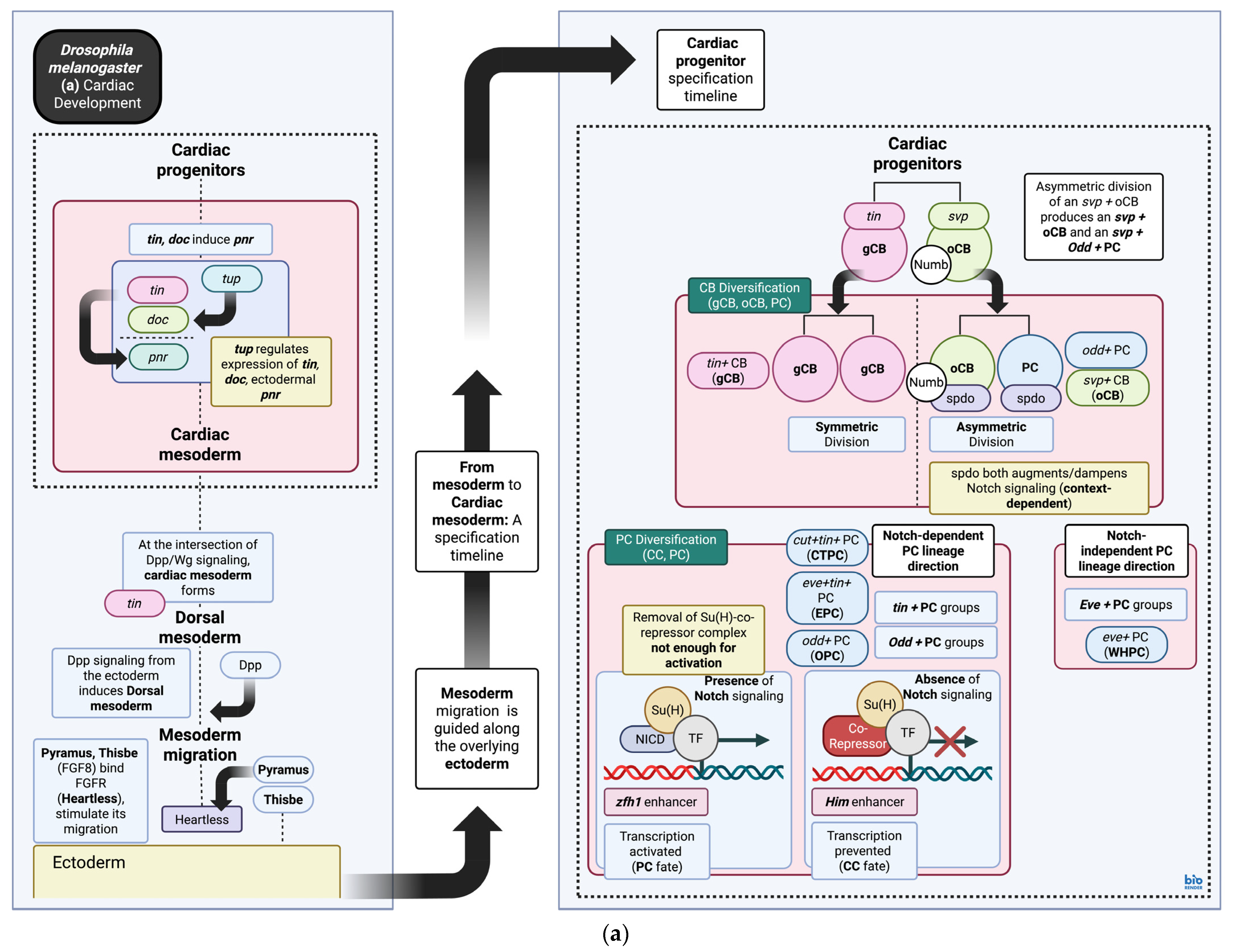 Biomedicines 13 02569 g002a