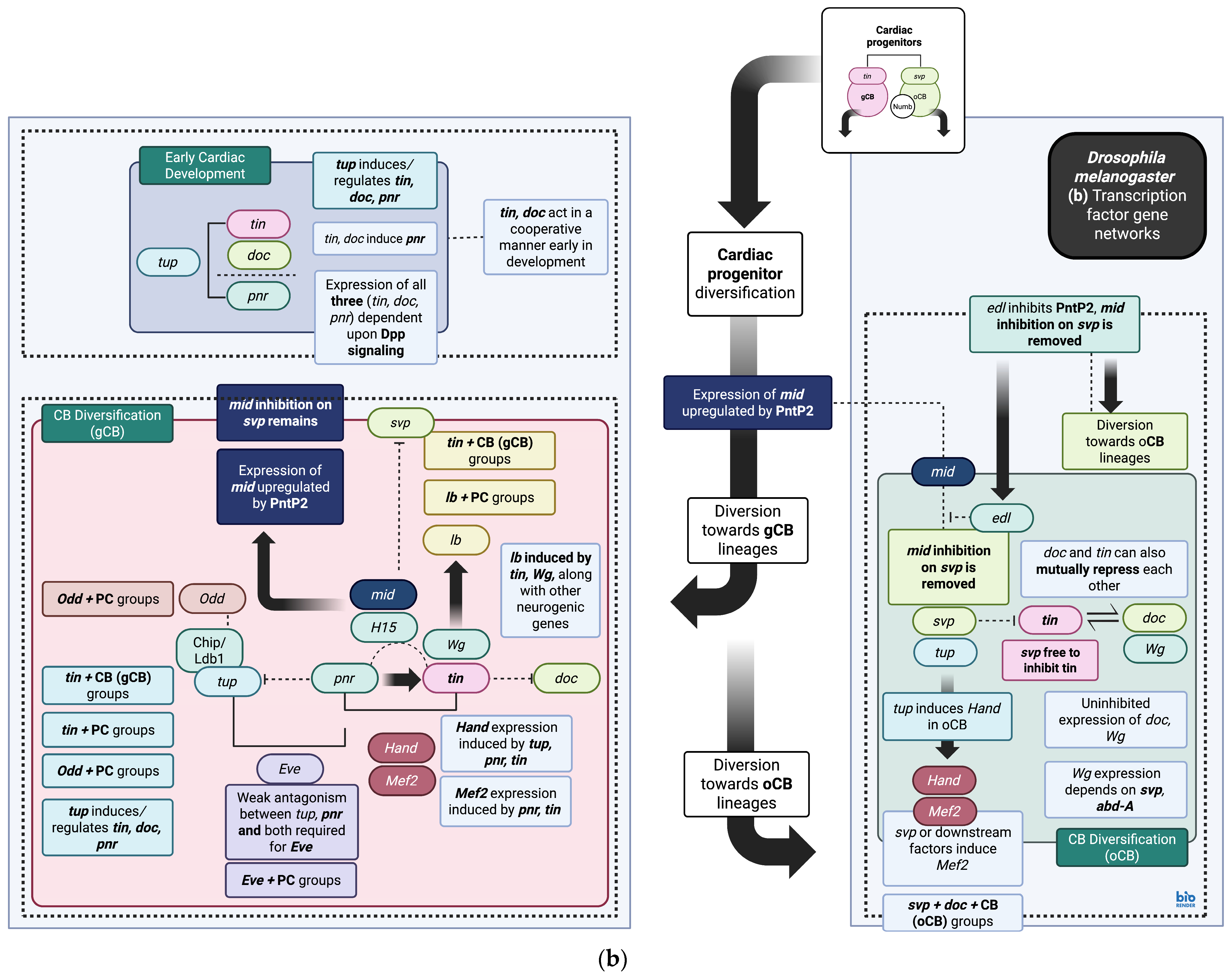 Biomedicines 13 02569 g002b