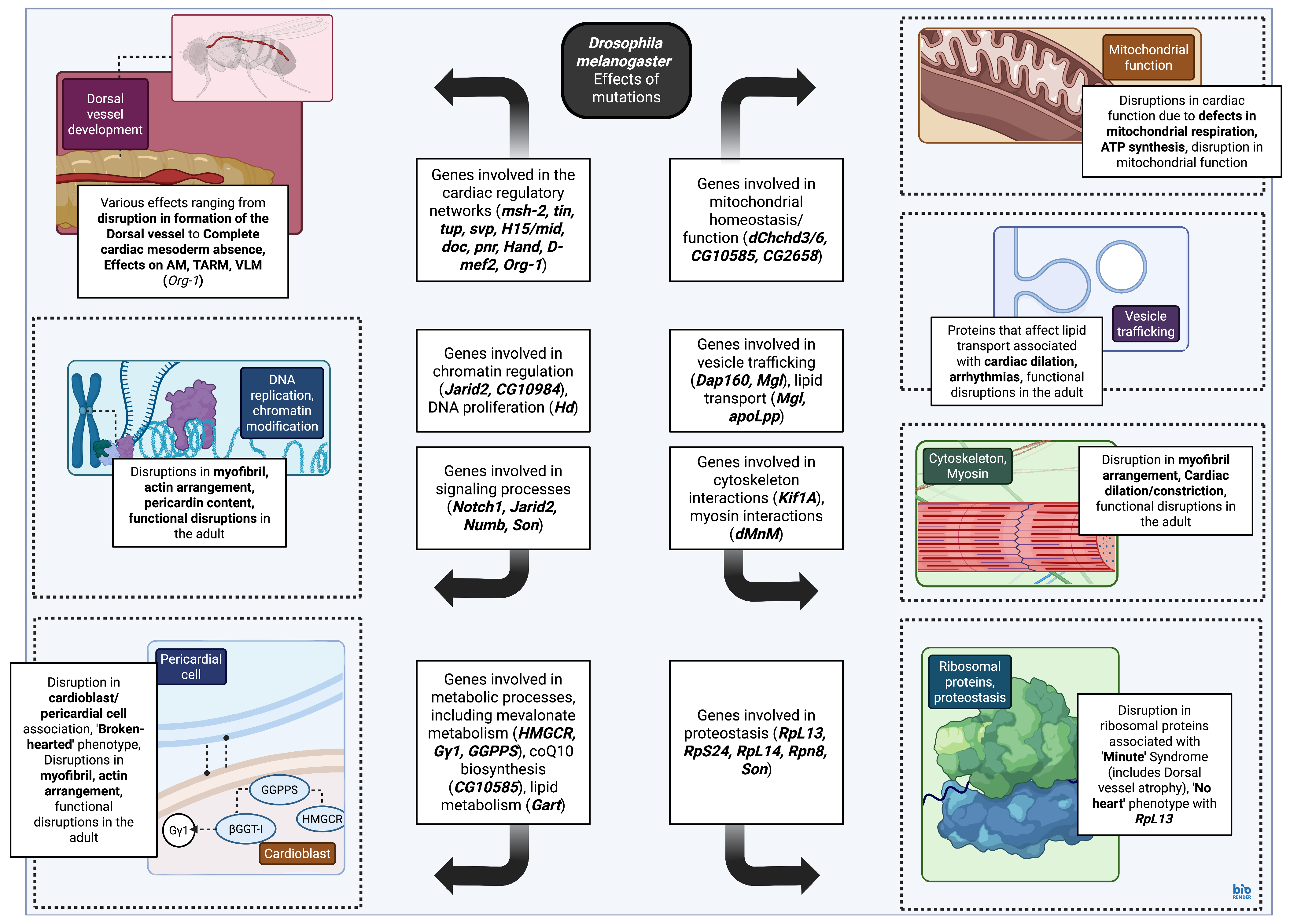 Biomedicines 13 02569 g003