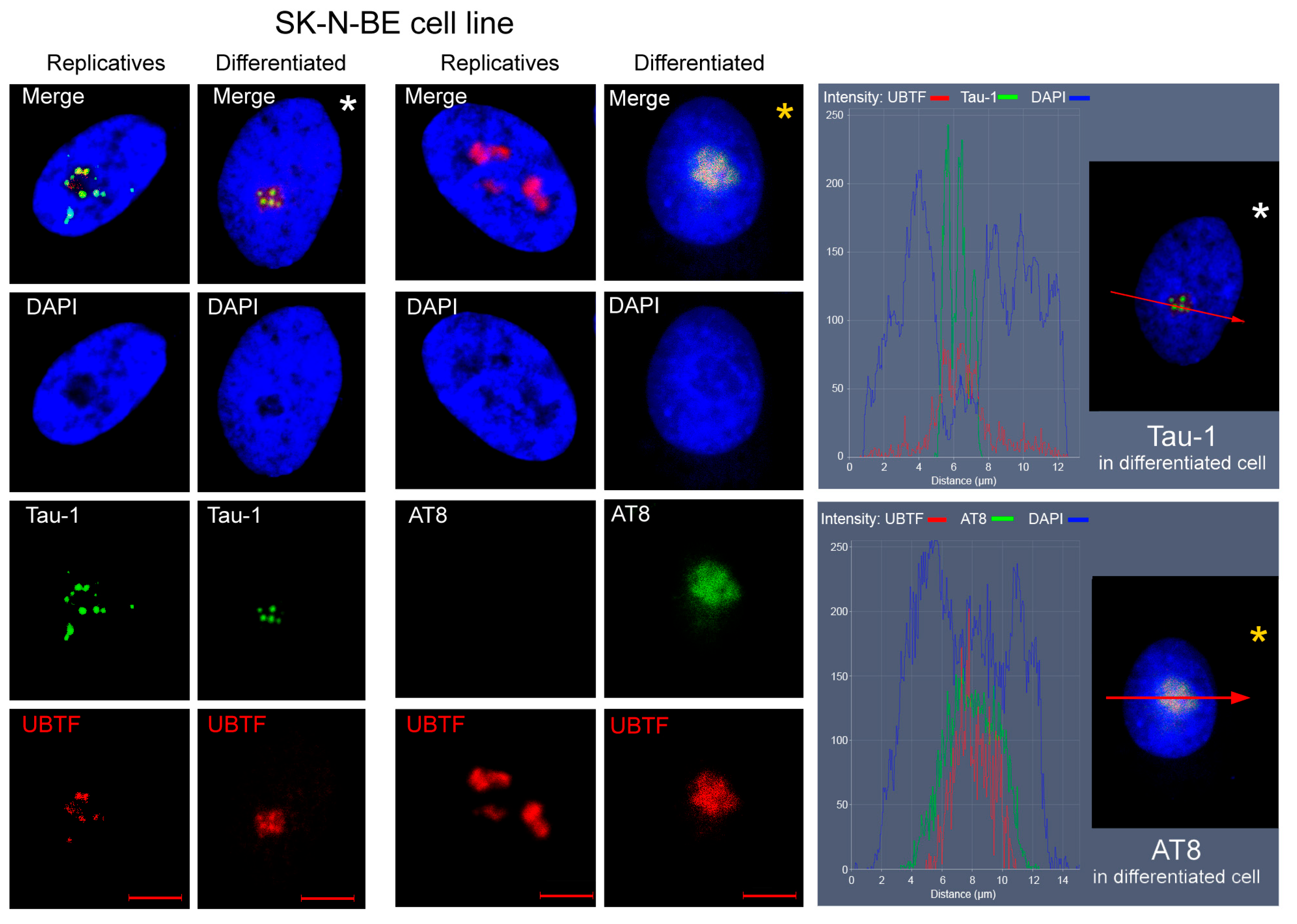 Biomedicines 13 02587 g002 Biomedicines 13 02587 g002