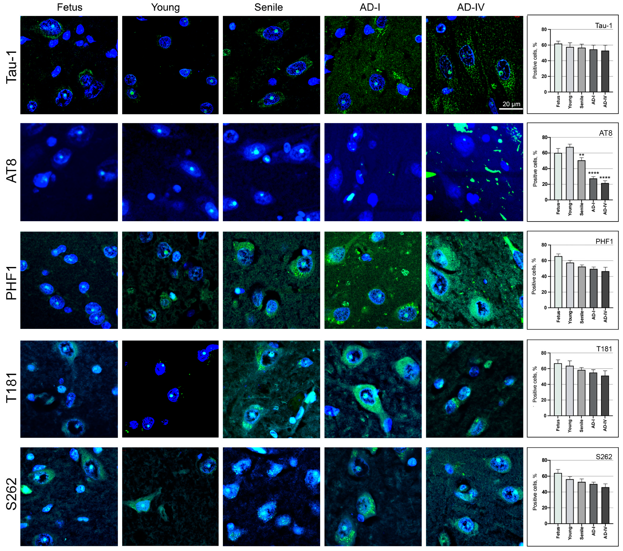 Biomedicines 13 02587 g003 Biomedicines 13 02587 g003