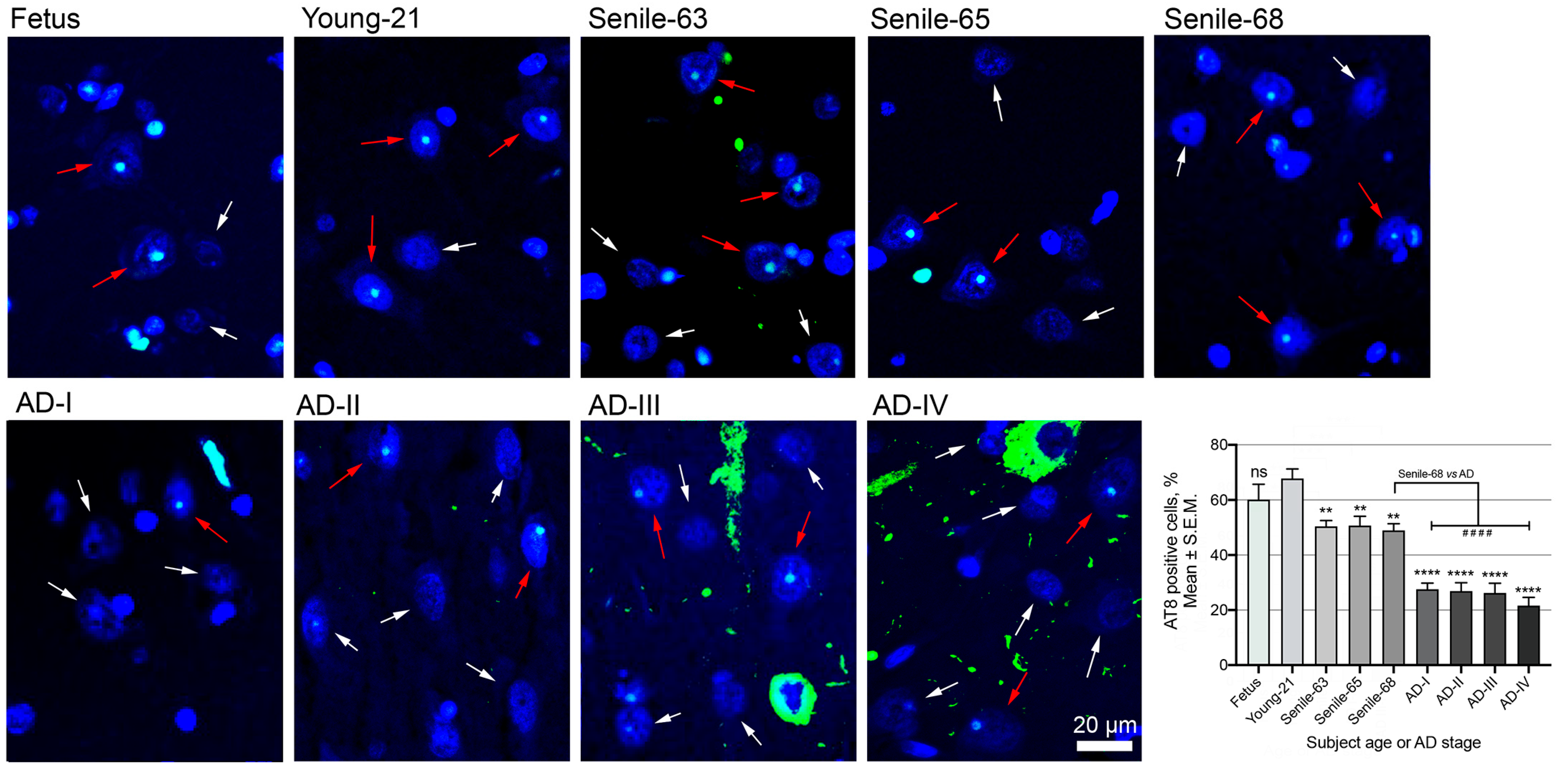 Biomedicines 13 02587 g004 Biomedicines 13 02587 g004
