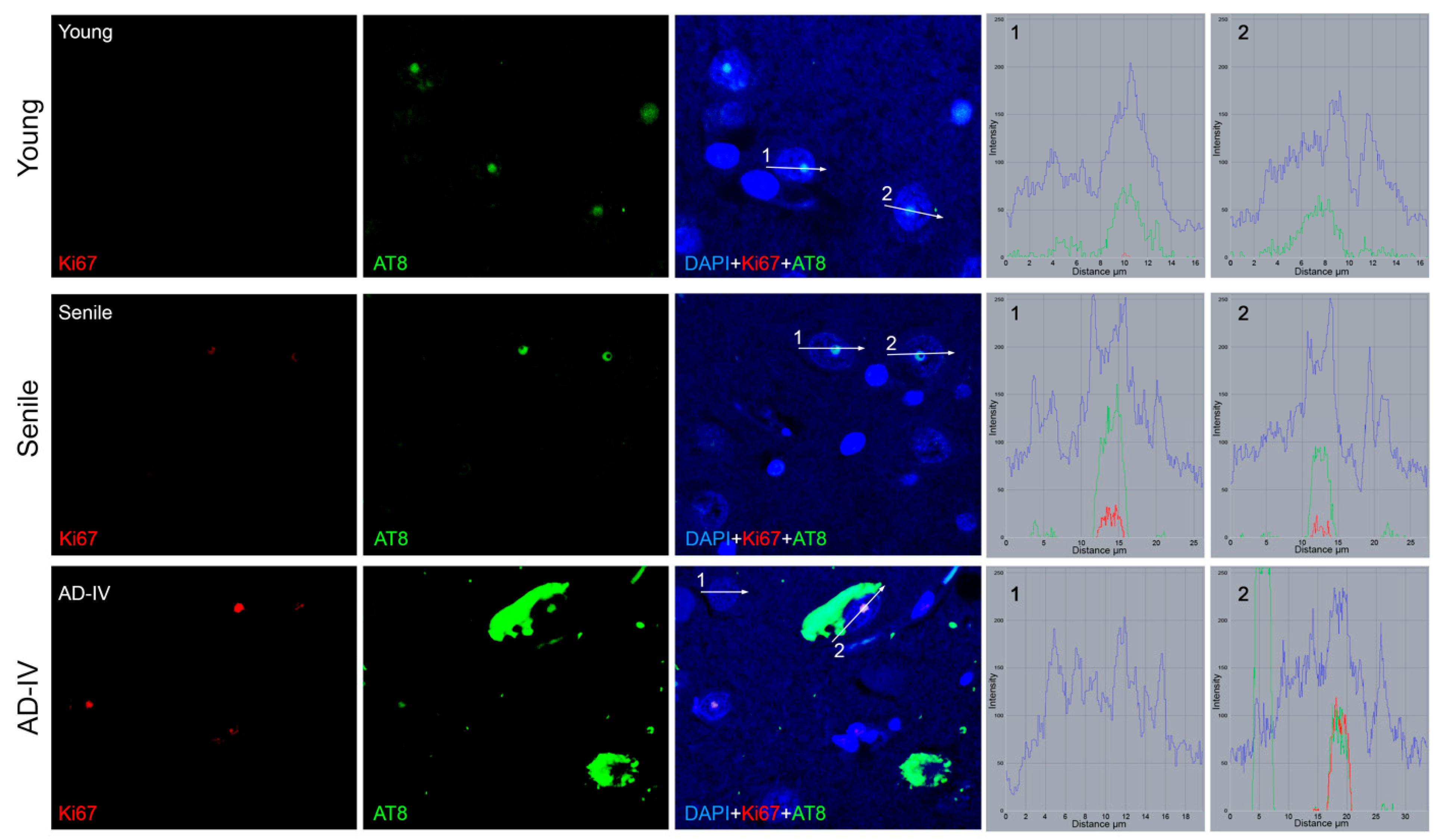 Biomedicines 13 02587 g005 Biomedicines 13 02587 g005
