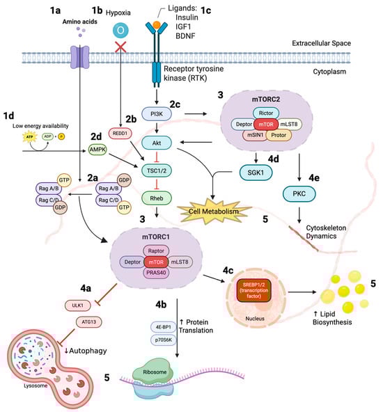 Biomedicines 13 02593 g001