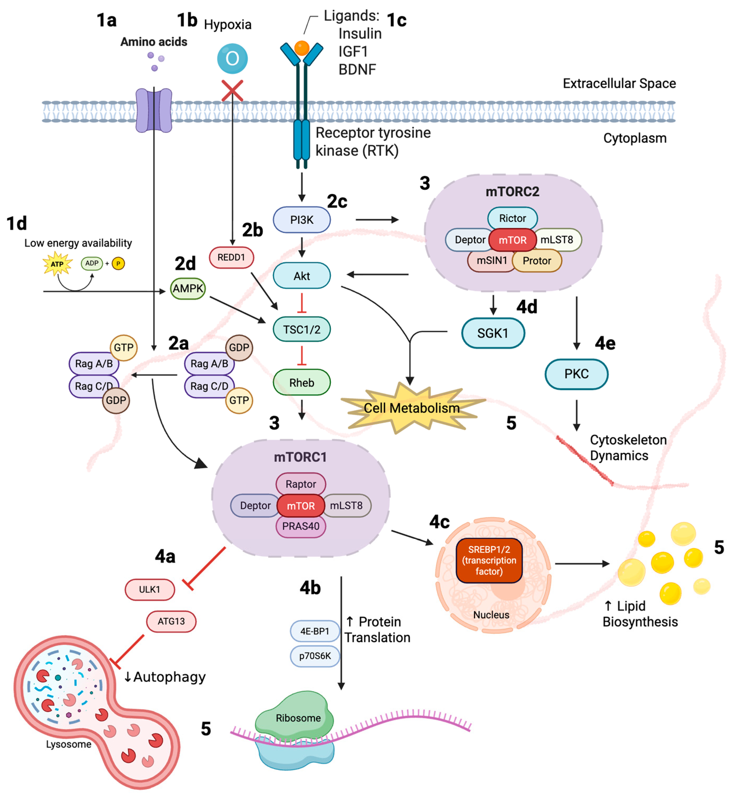 Biomedicines 13 02593 g001