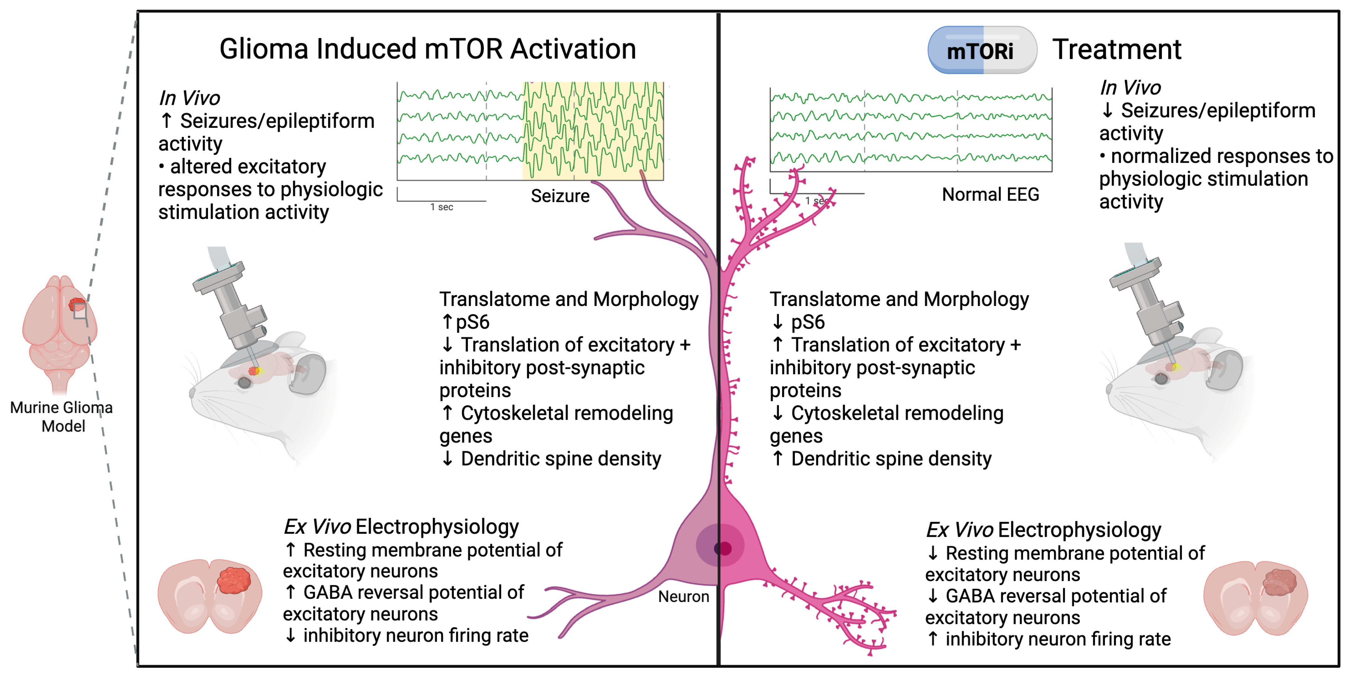 Biomedicines 13 02593 g002