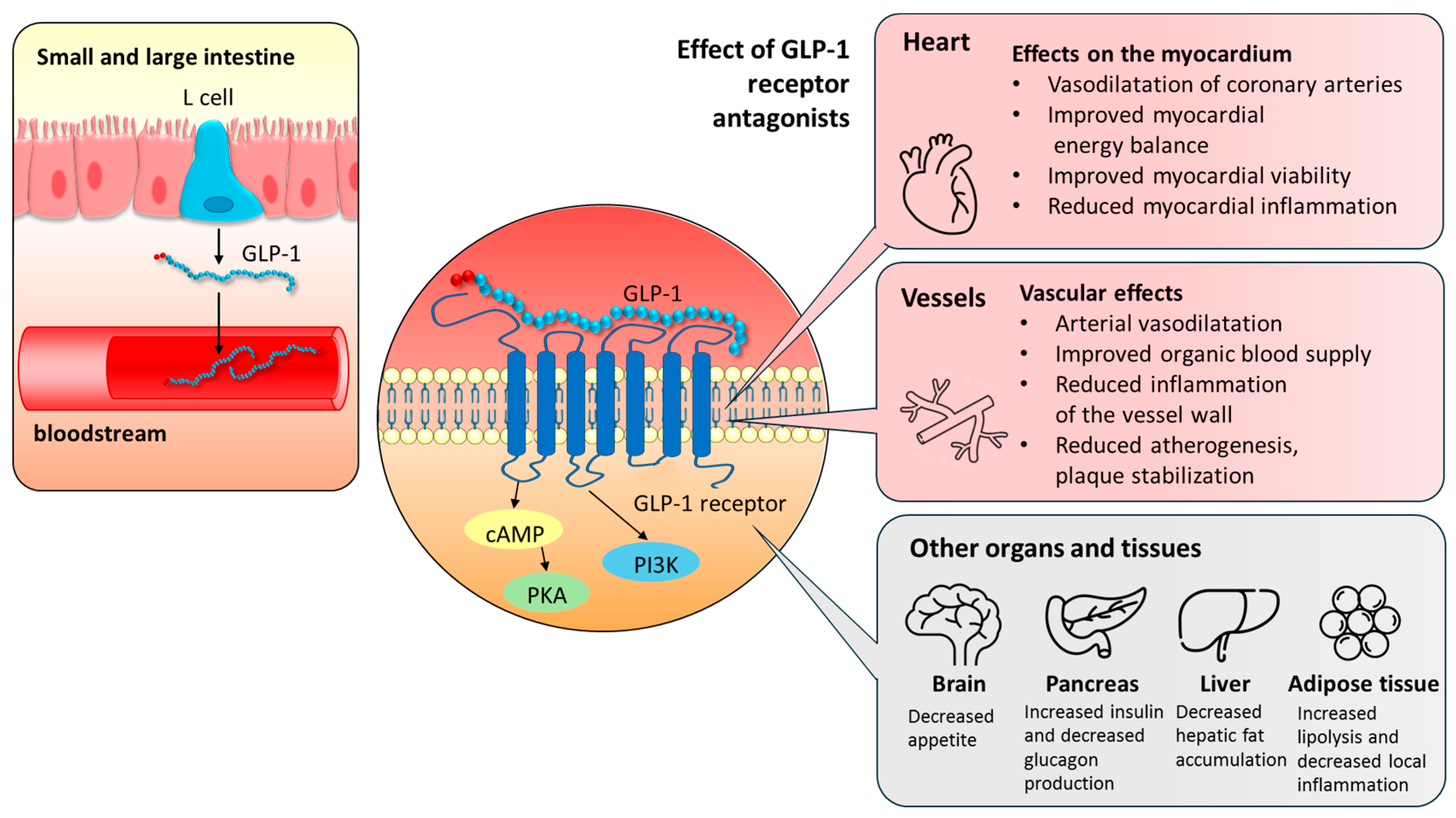 Biomedicines 13 02595 g001 Biomedicines 13 02595 g001
