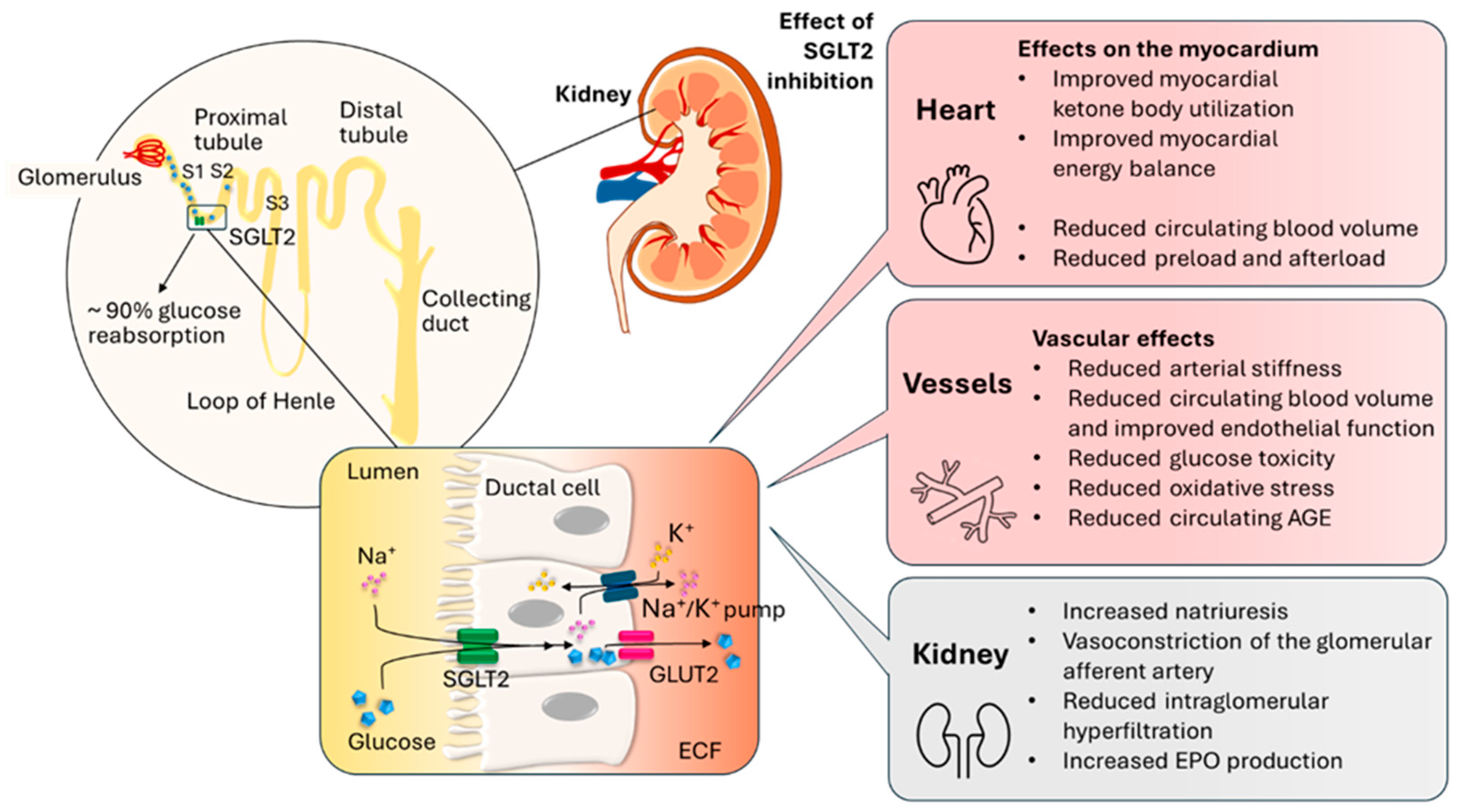 Biomedicines 13 02595 g002 Biomedicines 13 02595 g002