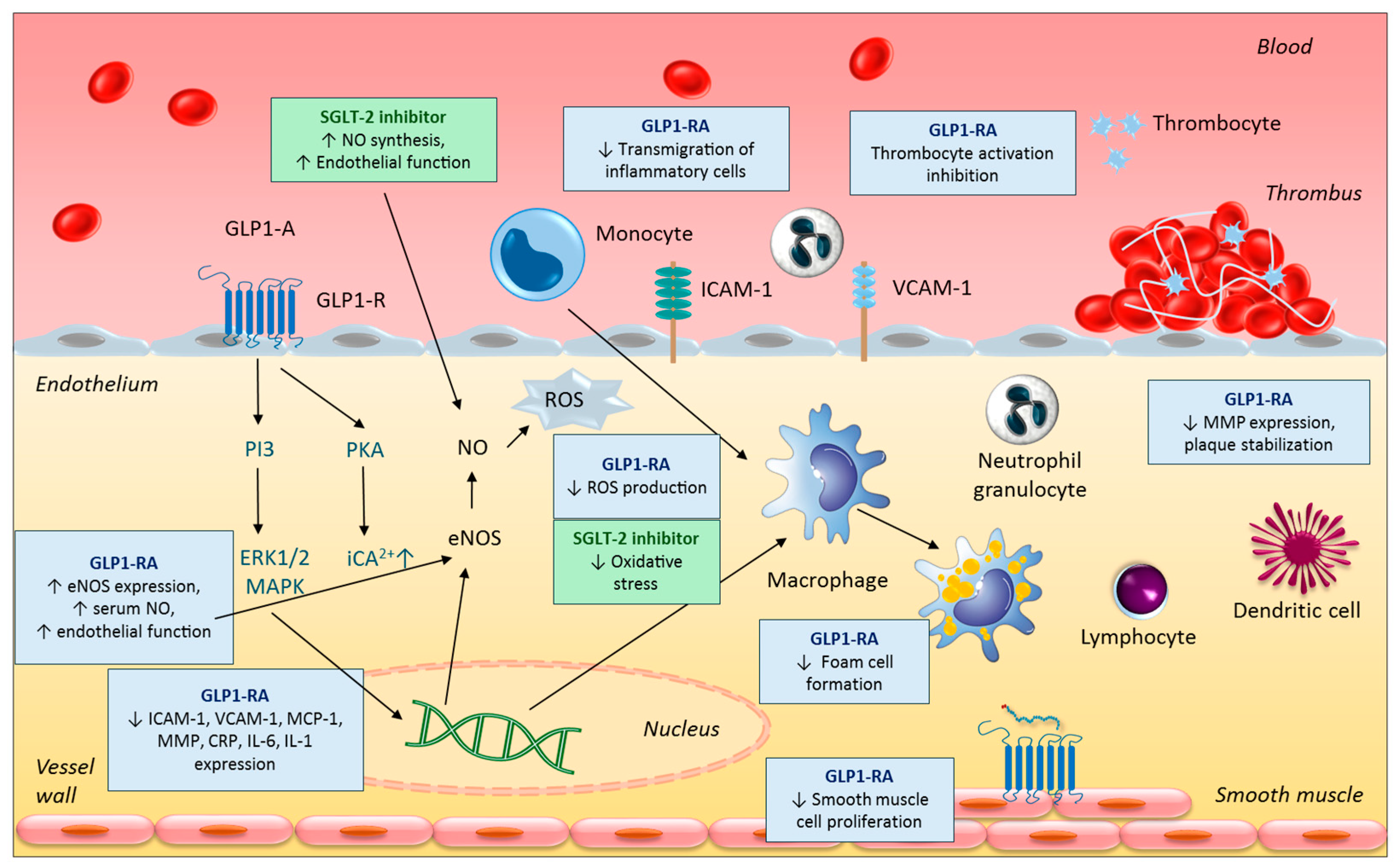 Biomedicines 13 02595 g003 Biomedicines 13 02595 g003