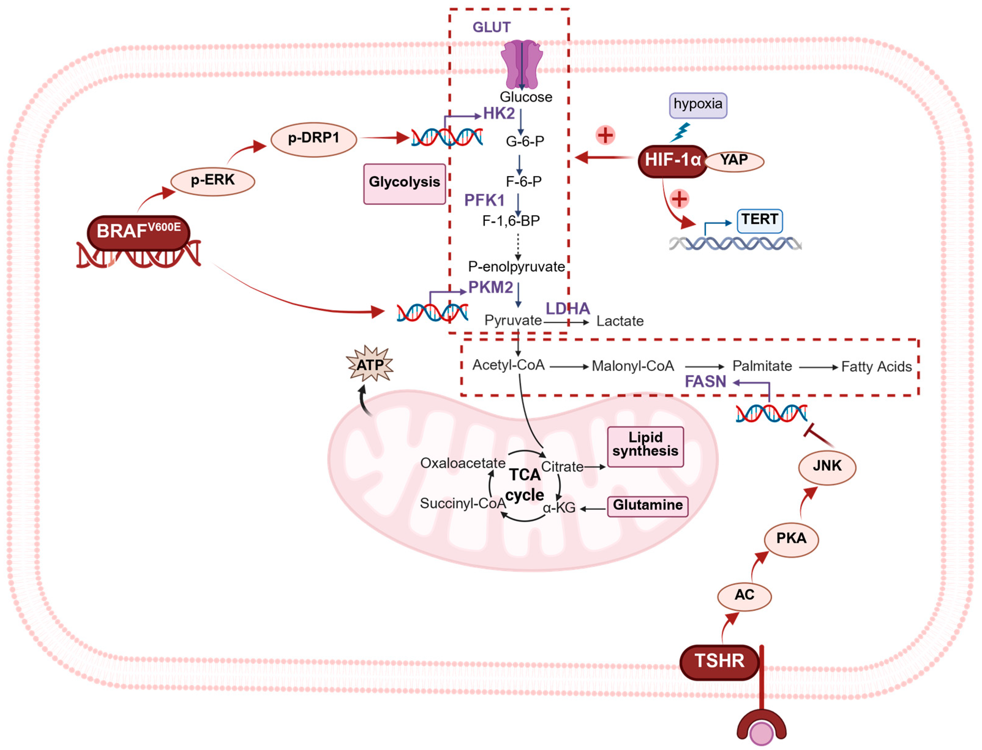 Biomedicines 13 02599 g002 Biomedicines 13 02599 g002