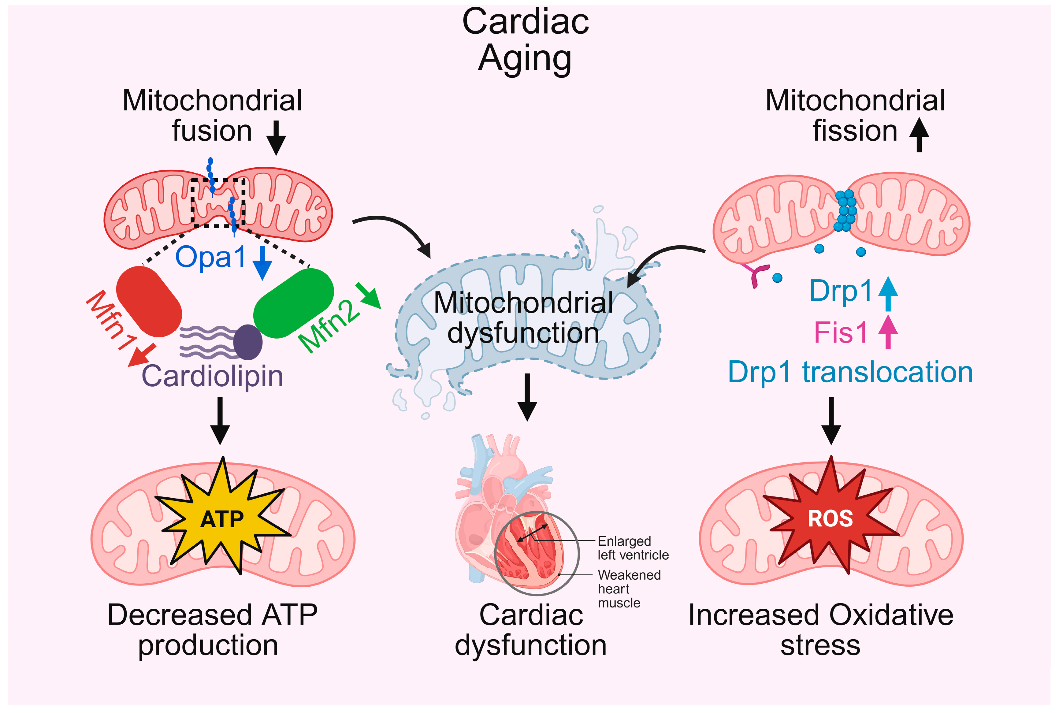 Biomedicines 13 02603 g001