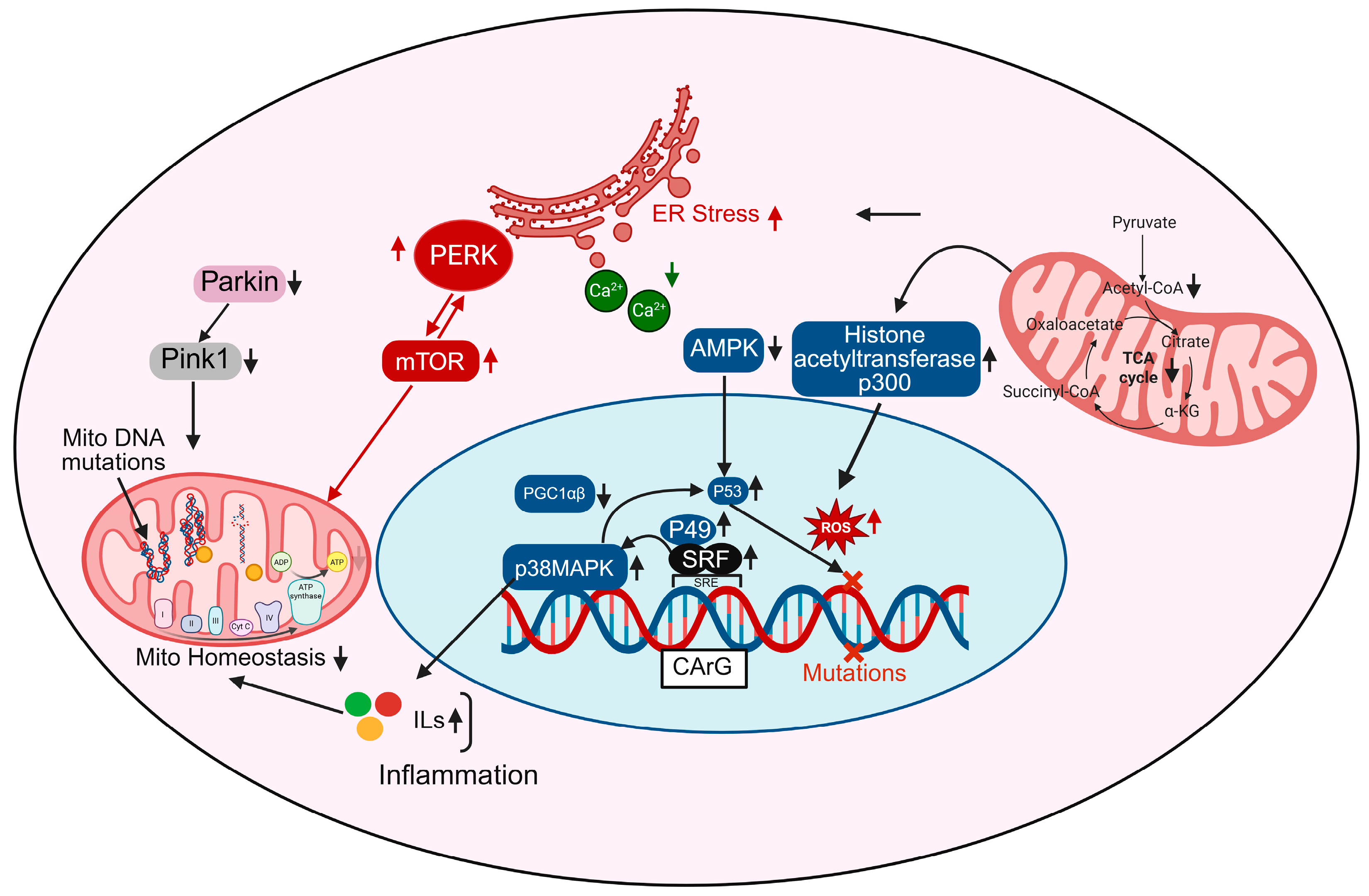 Biomedicines 13 02603 g002