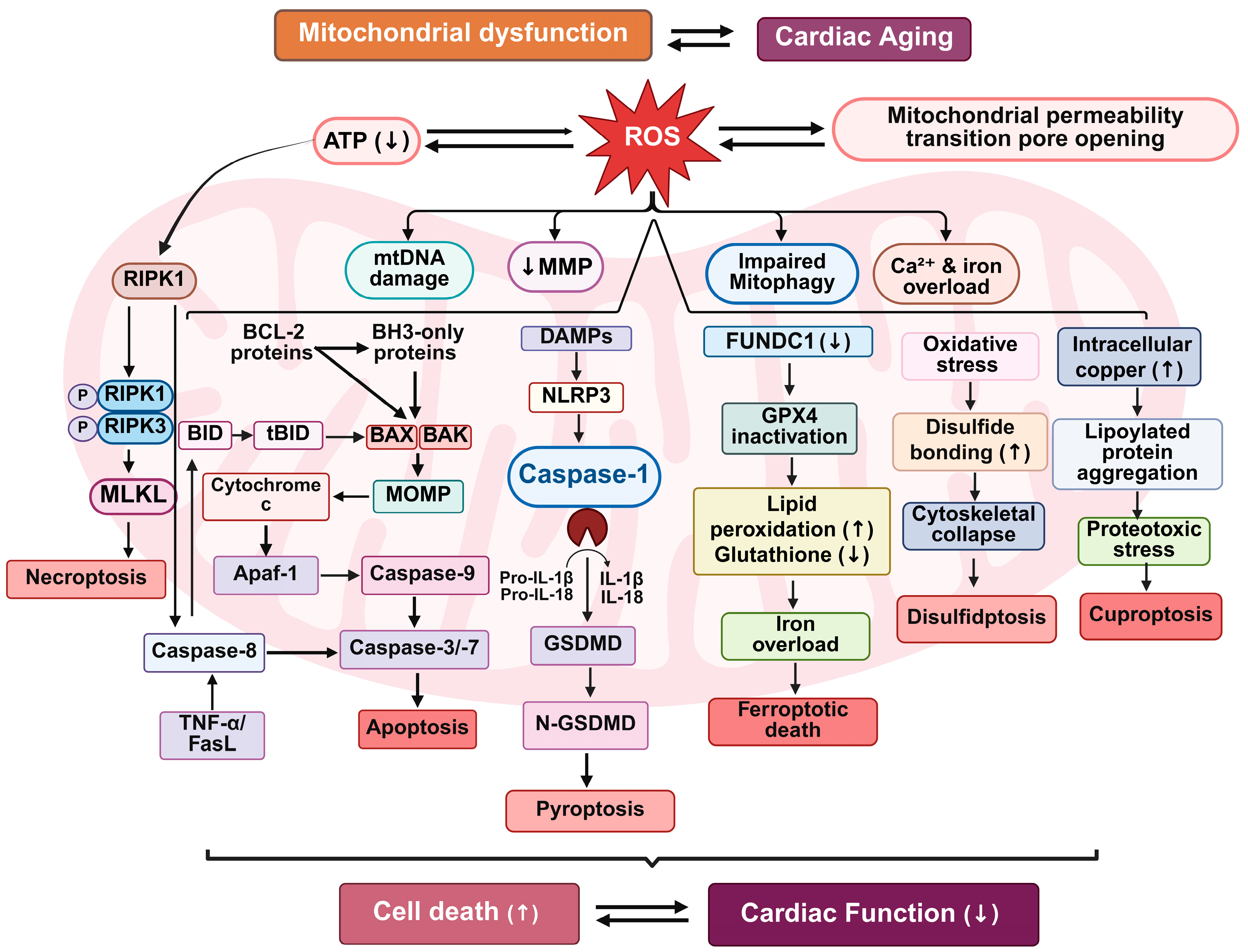 Biomedicines 13 02603 g003