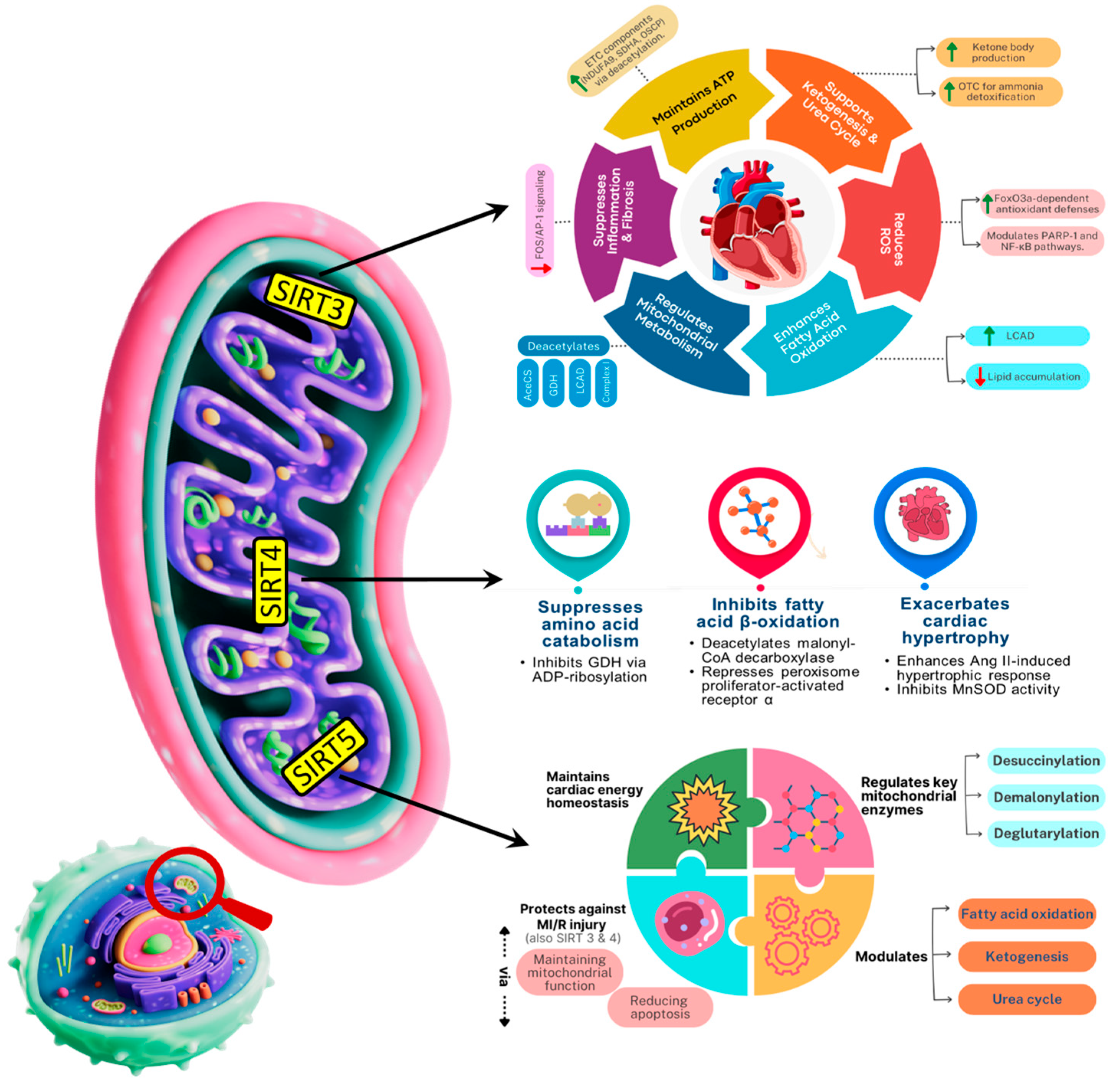 Biomedicines 13 02603 g004