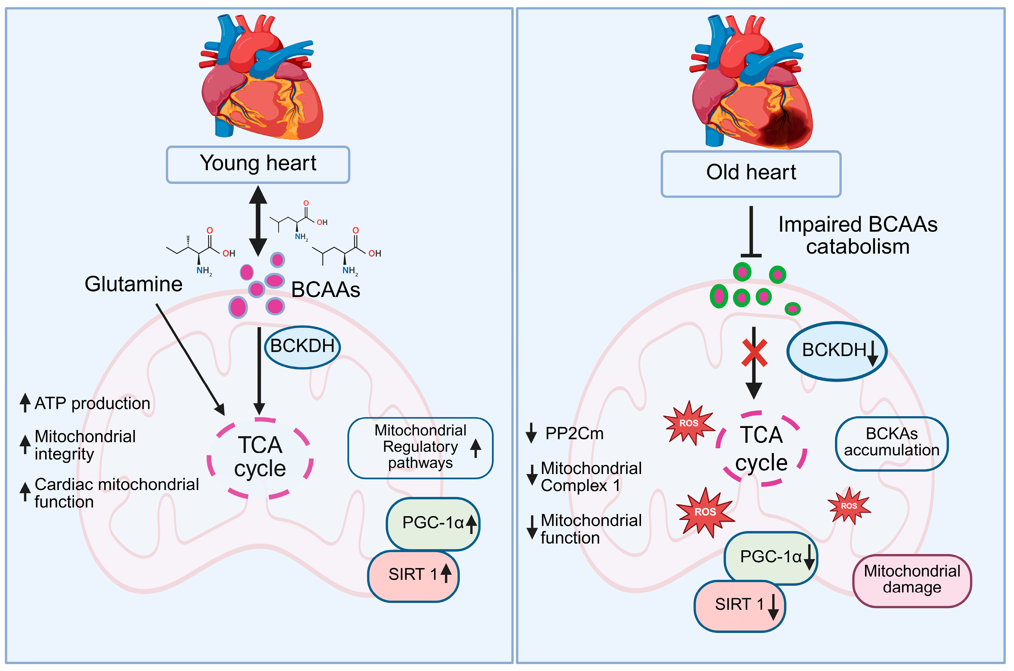 Biomedicines 13 02603 g005