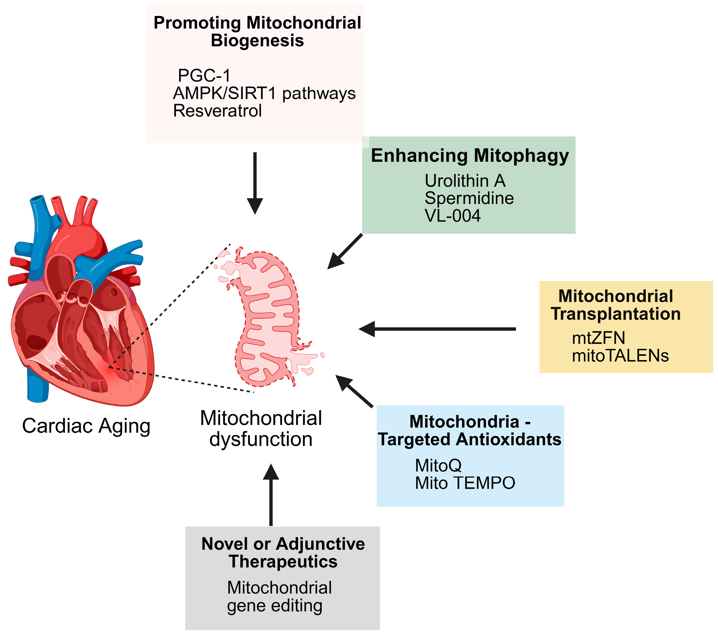 Biomedicines 13 02603 g006