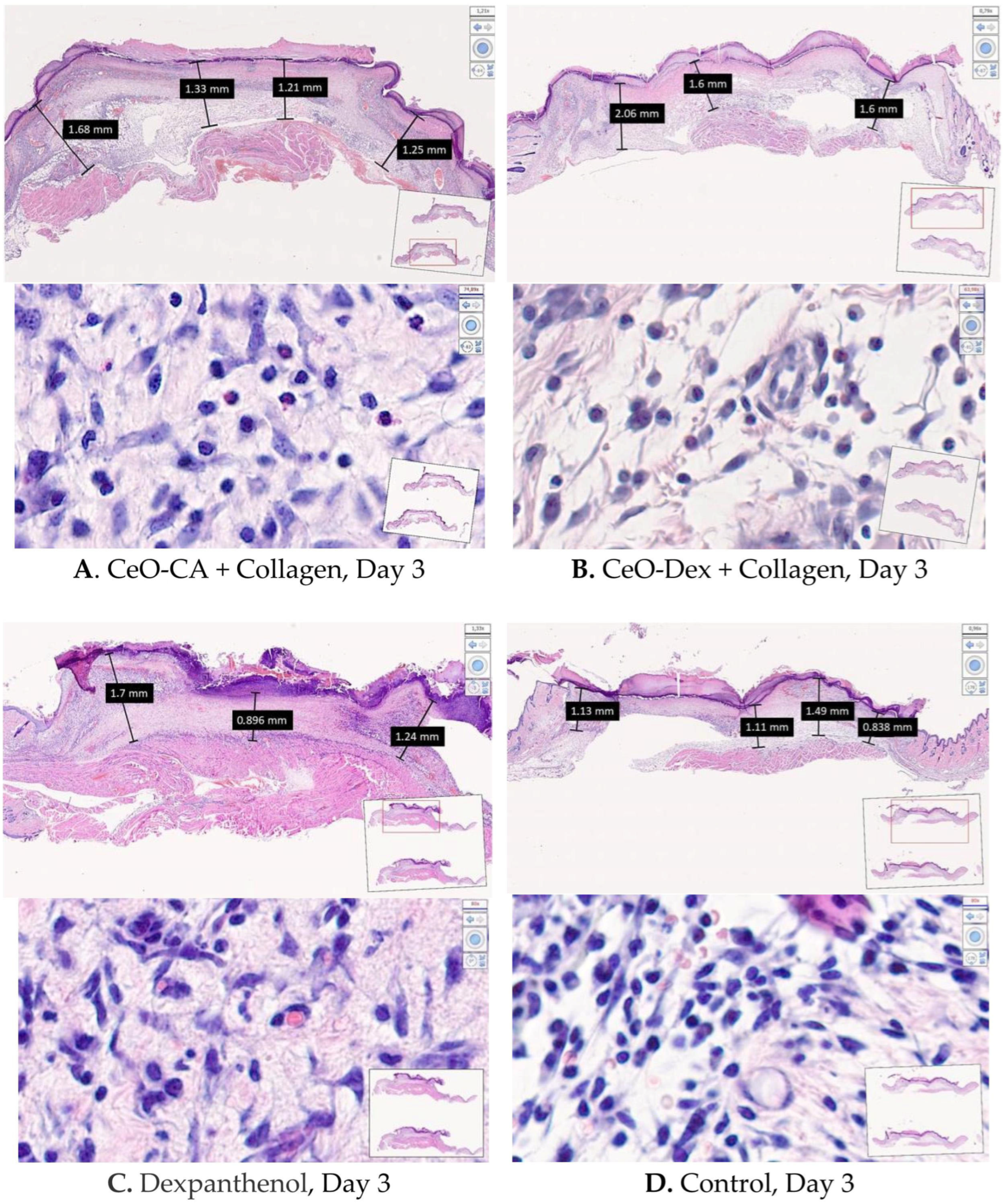 Biomedicines 13 02623 g011 Biomedicines 13 02623 g011