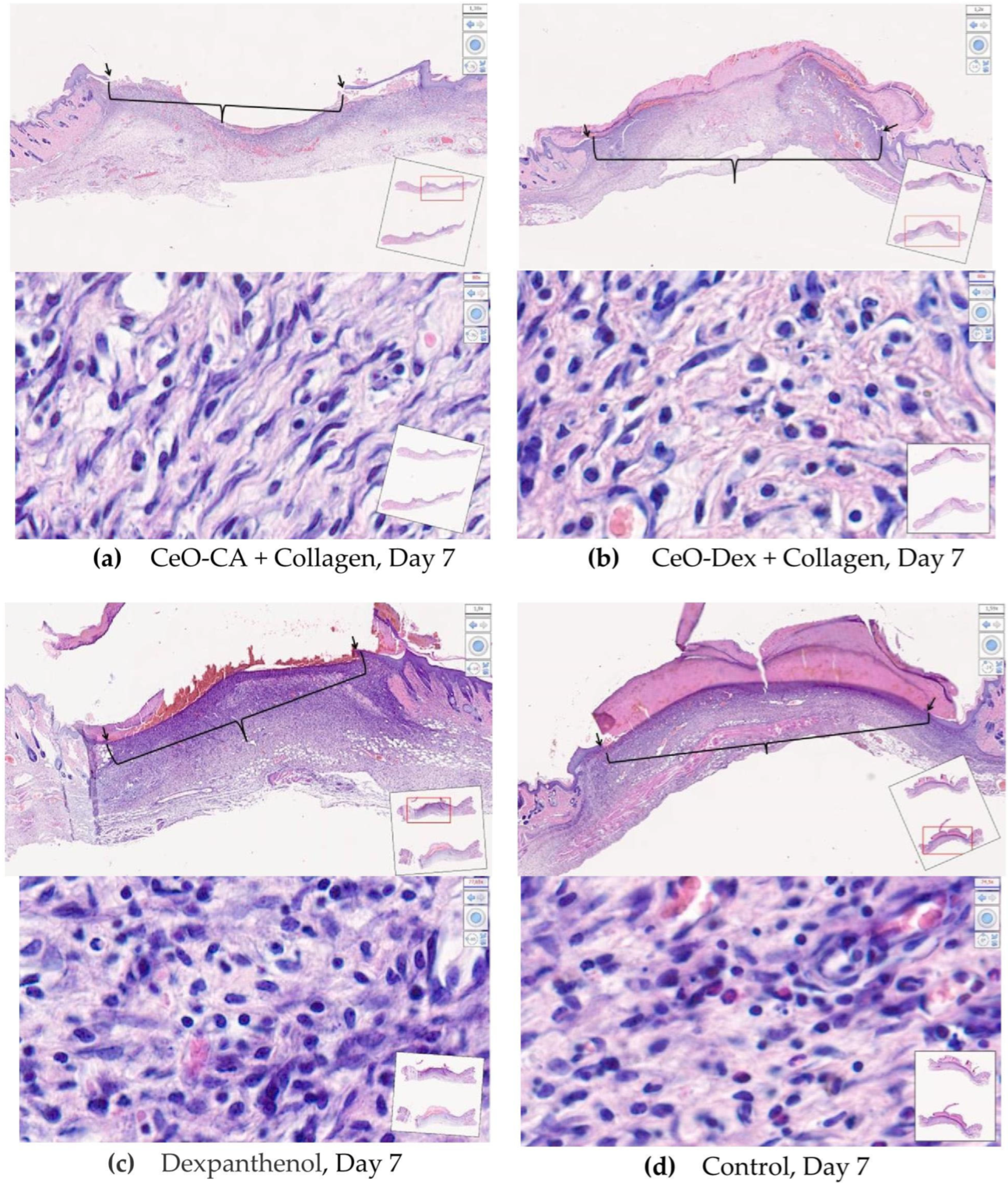 Biomedicines 13 02623 g013 Biomedicines 13 02623 g013