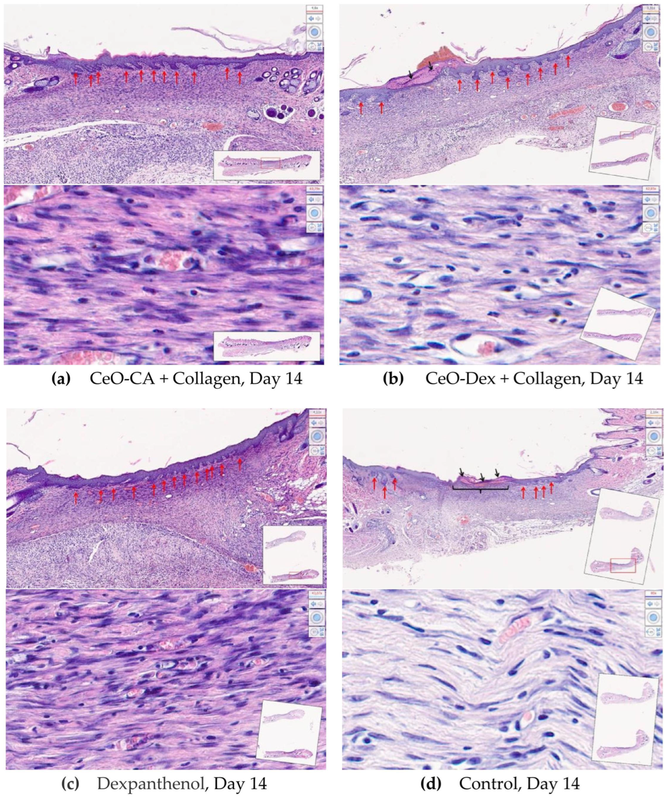 Biomedicines 13 02623 g015 Biomedicines 13 02623 g015