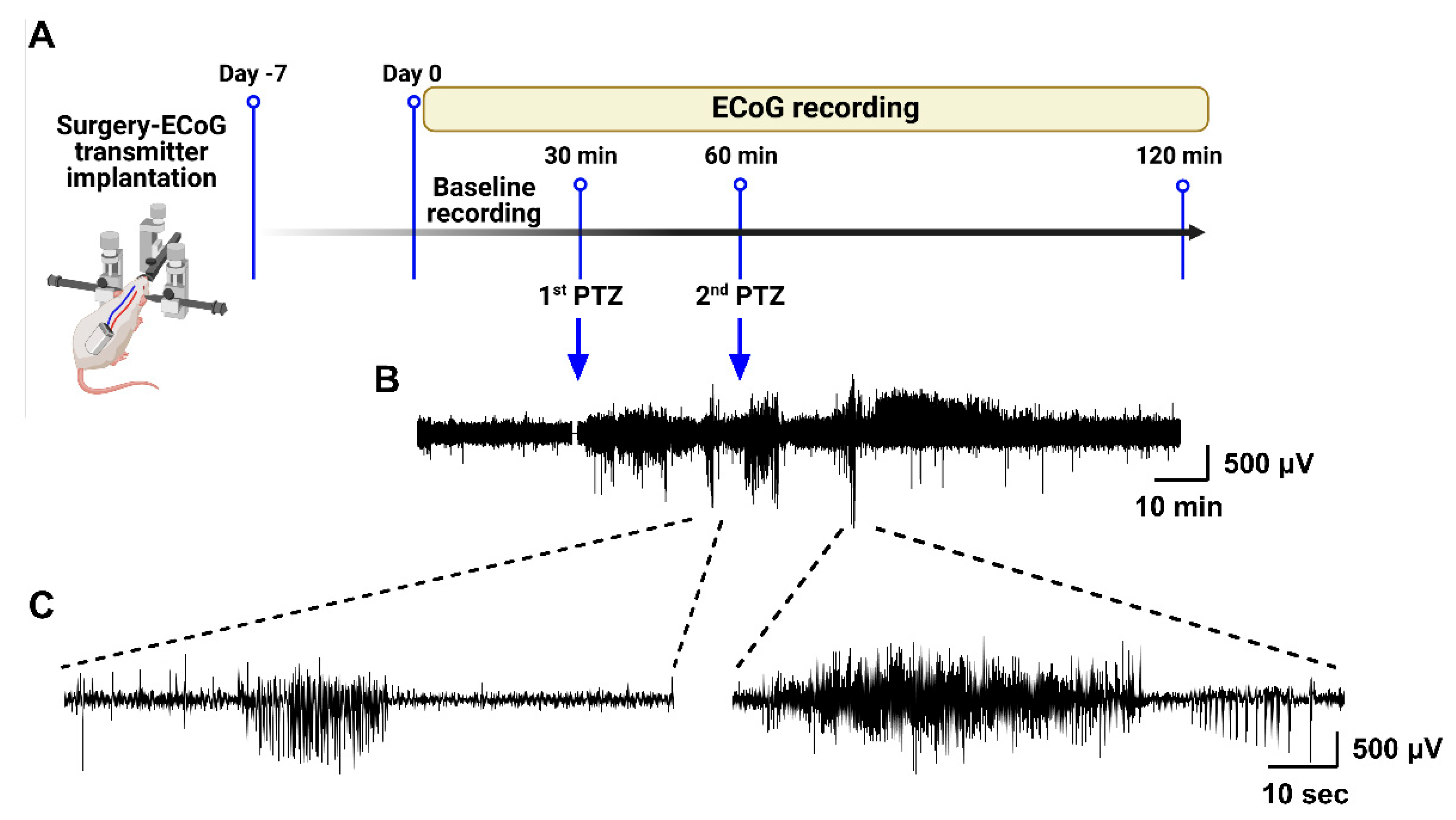 Biomedicines 13 02642 g003