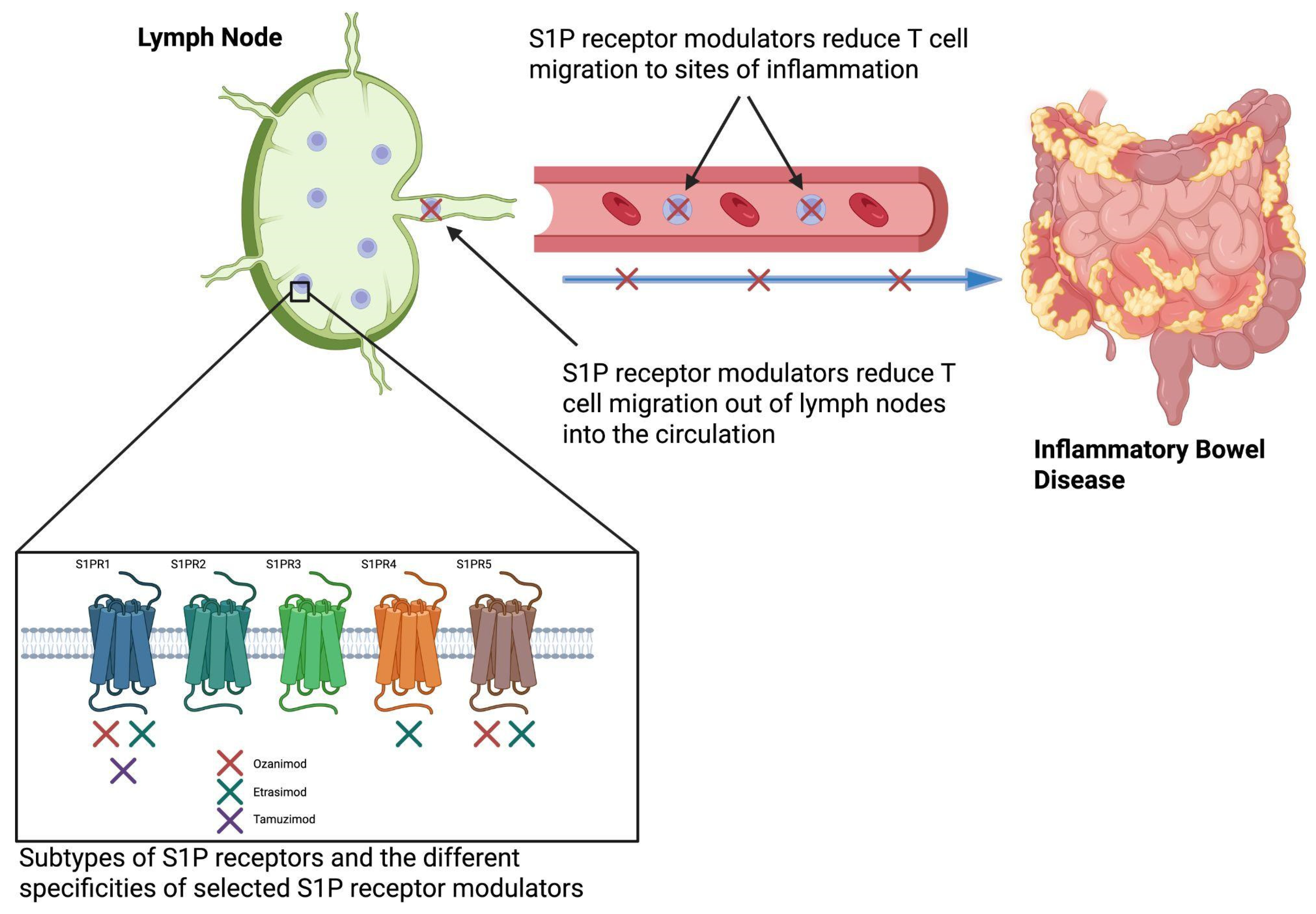 Biomedicines 13 02655 g001