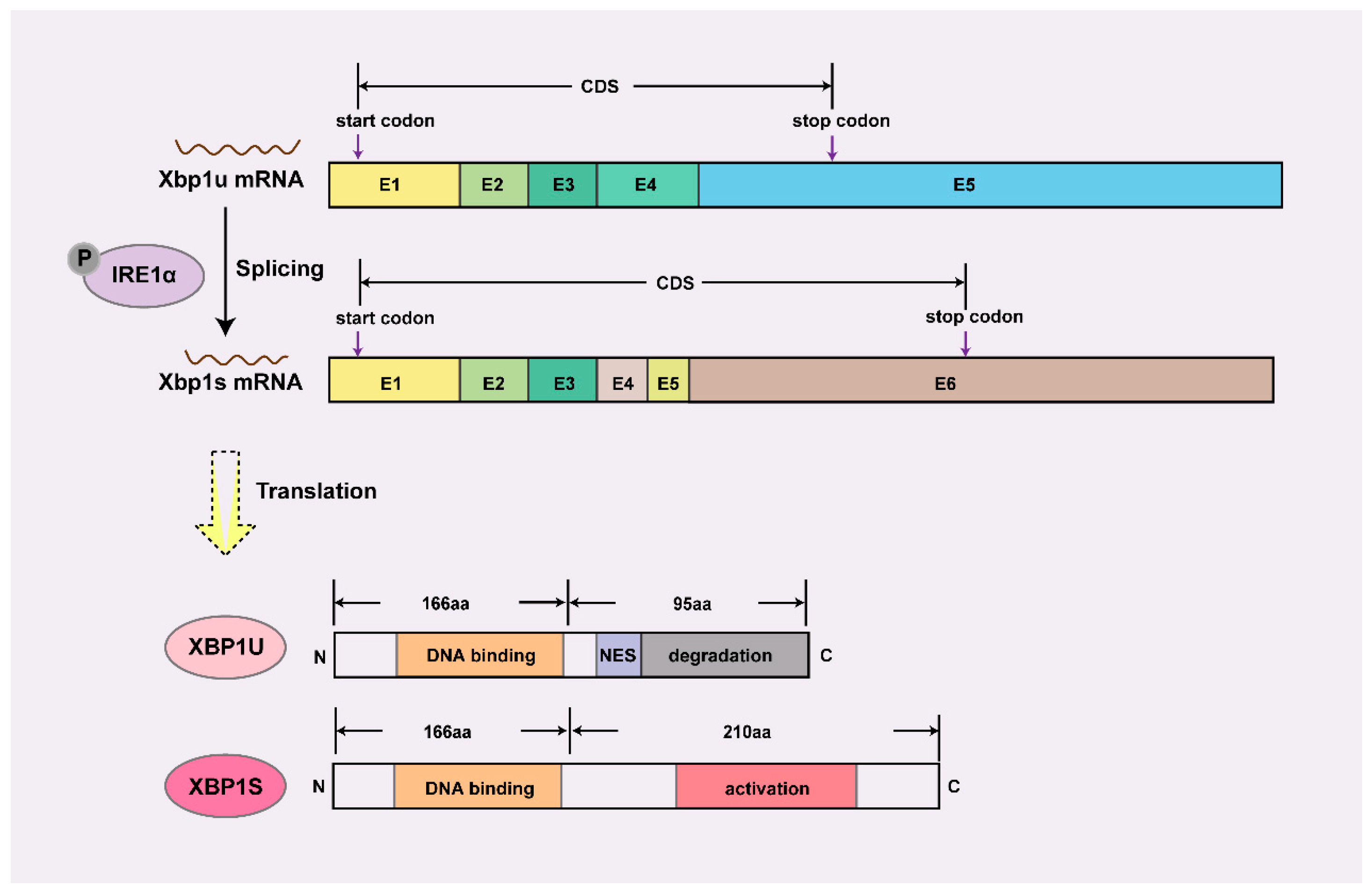 Biomedicines 13 02663 g001