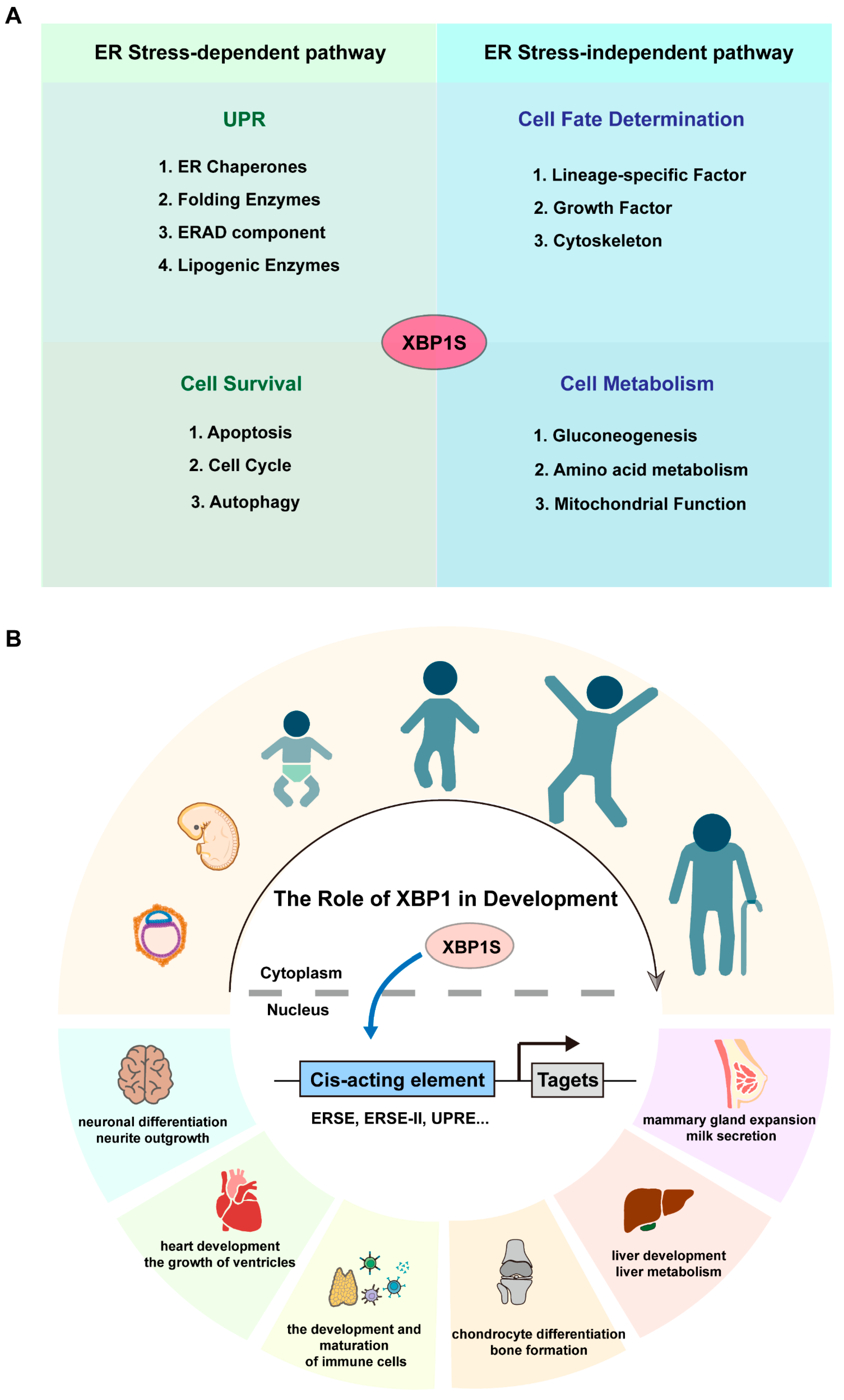 Biomedicines 13 02663 g002