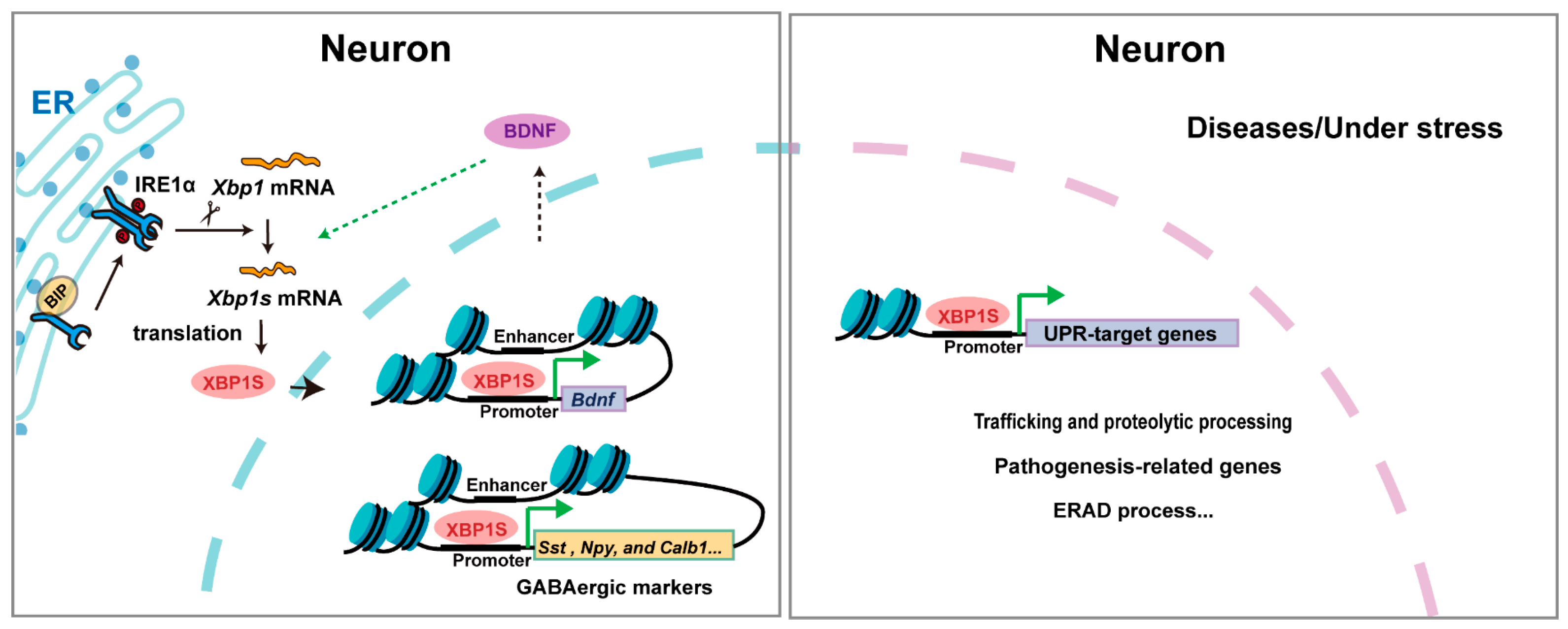 Biomedicines 13 02663 g003