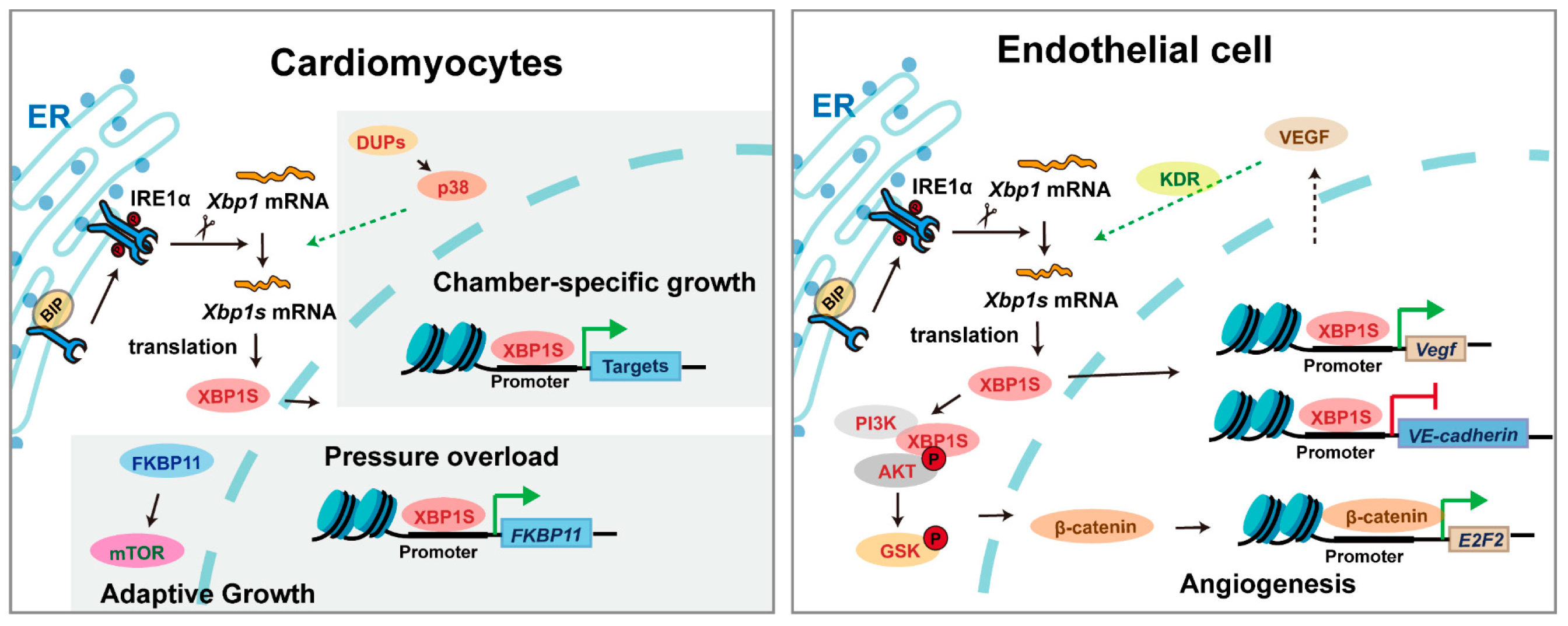 Biomedicines 13 02663 g004