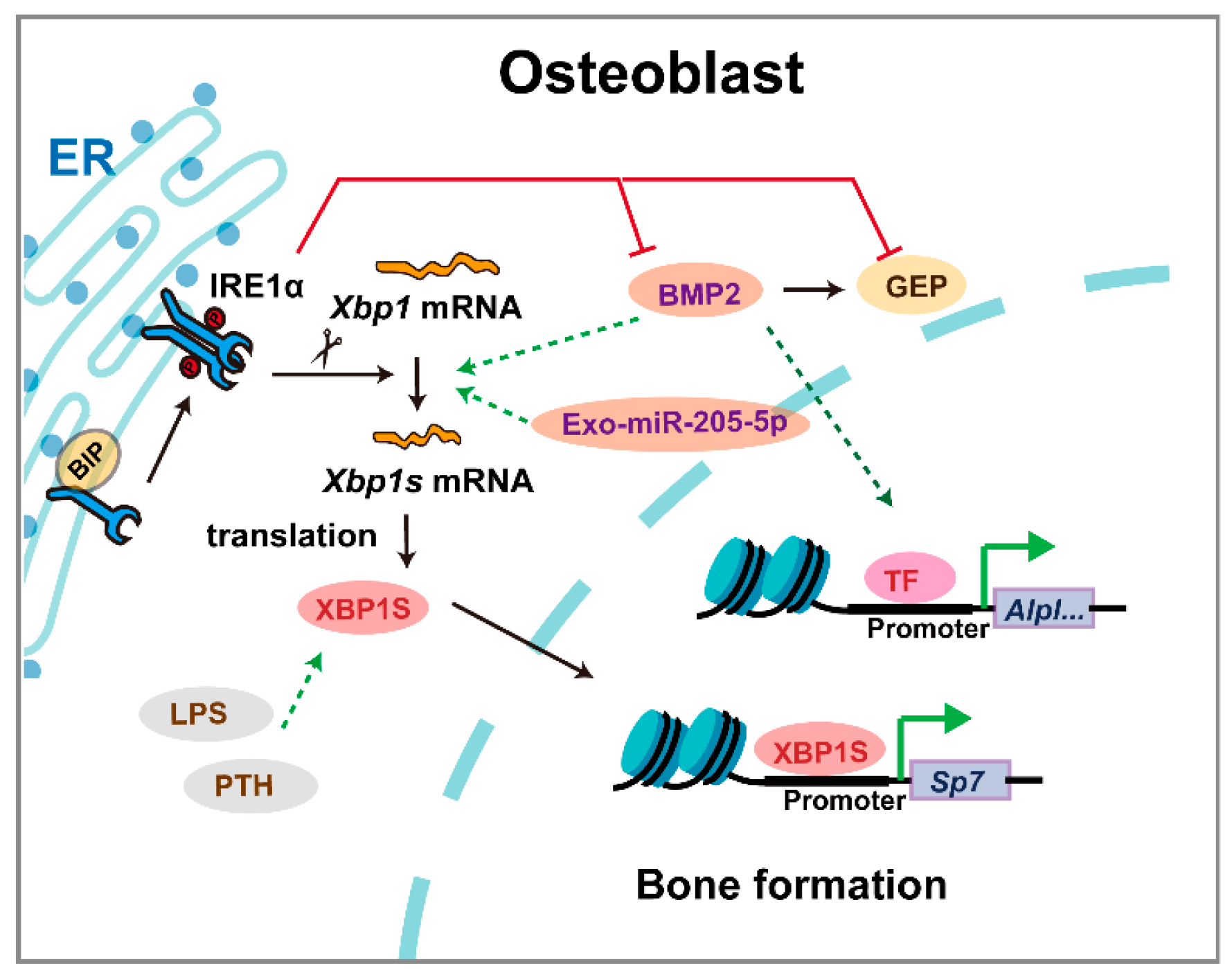 Biomedicines 13 02663 g006