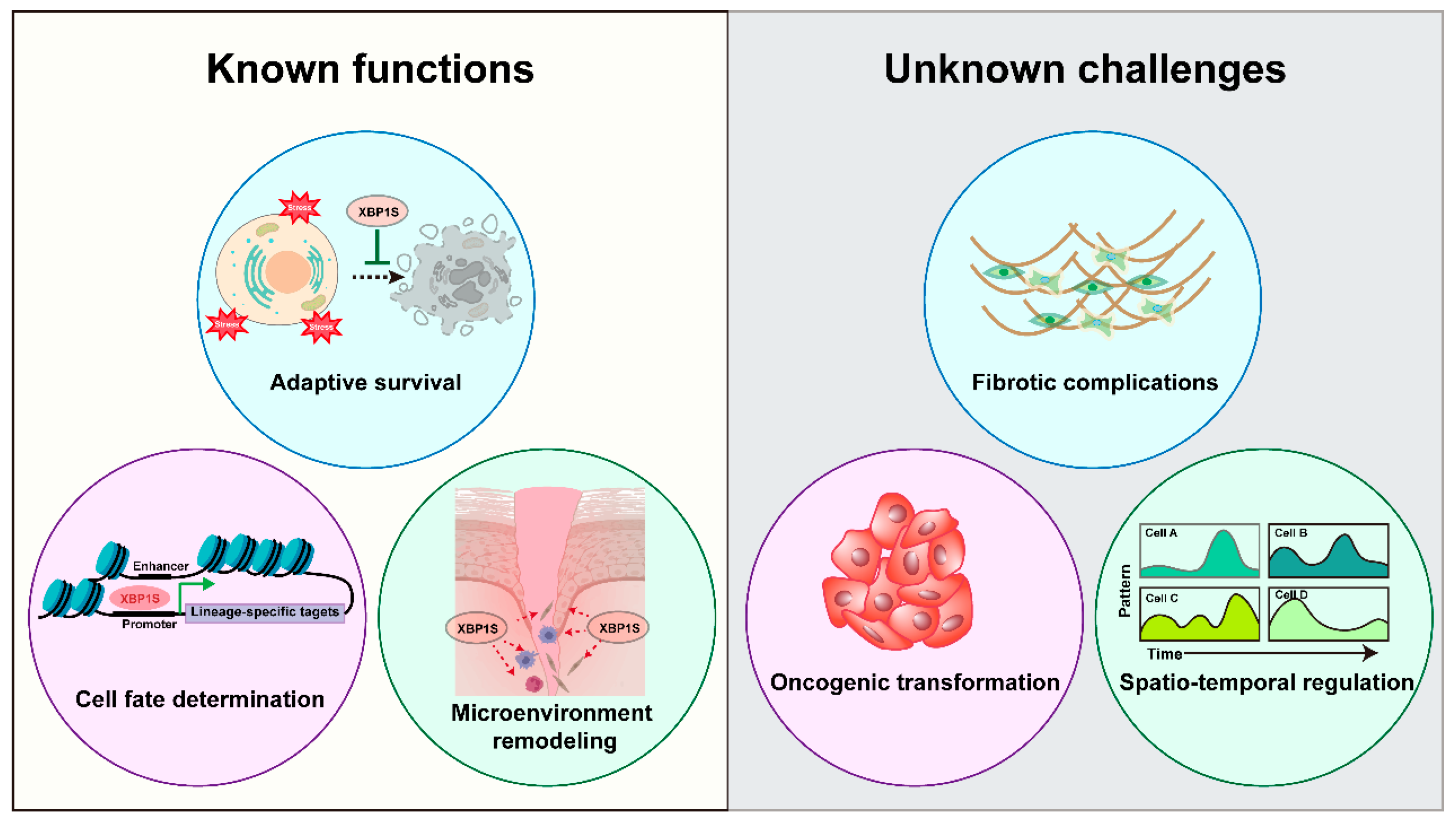 Biomedicines 13 02663 g007