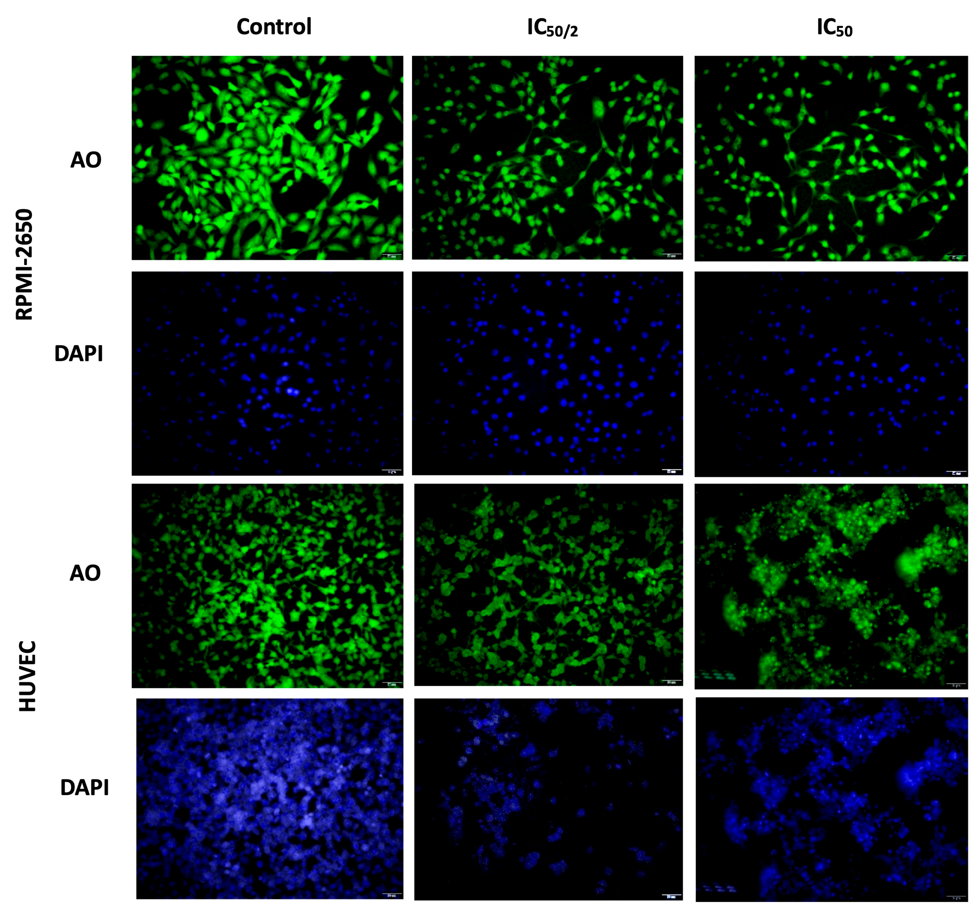 Biomedicines 13 02668 g005