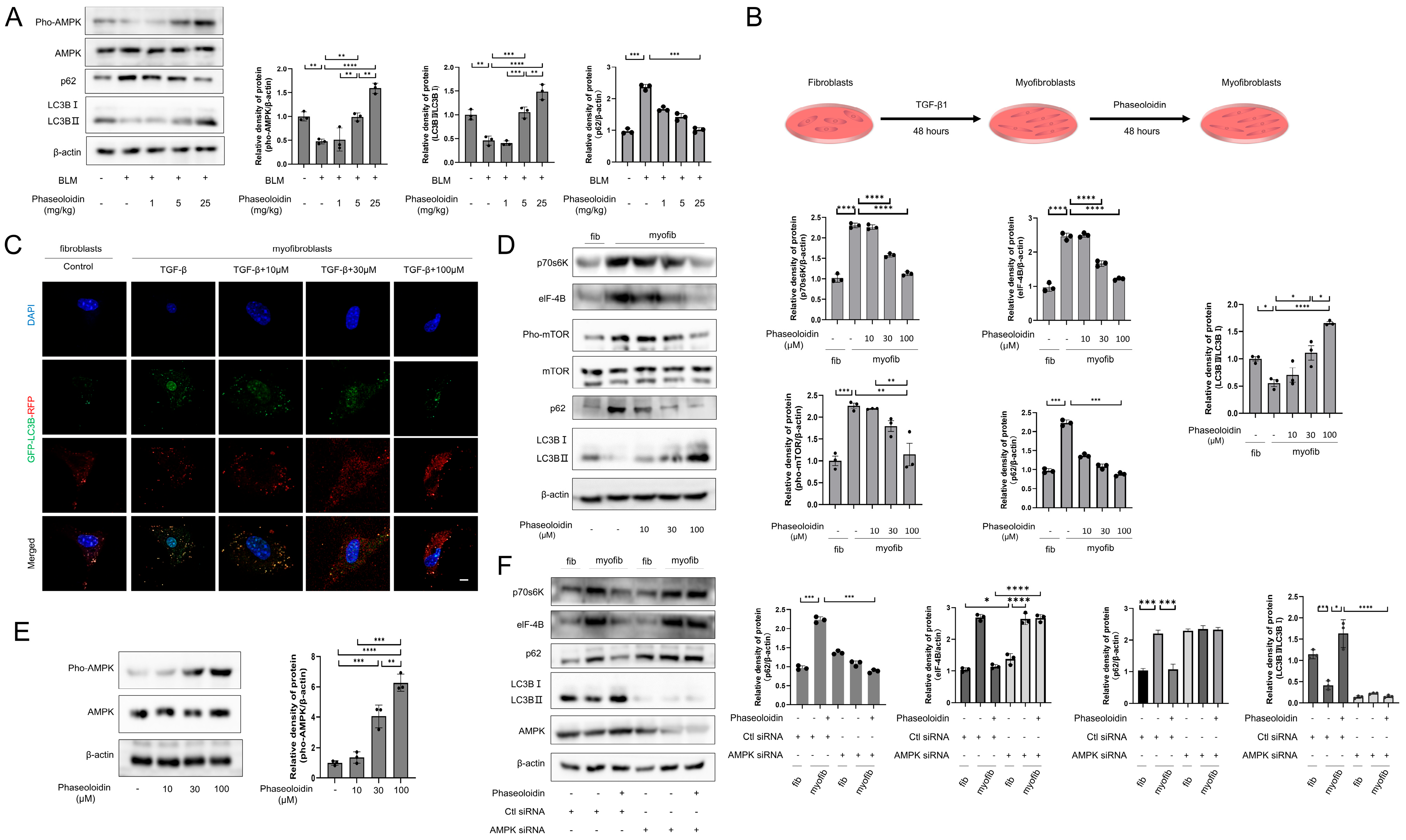 Biomedicines 13 02679 g002