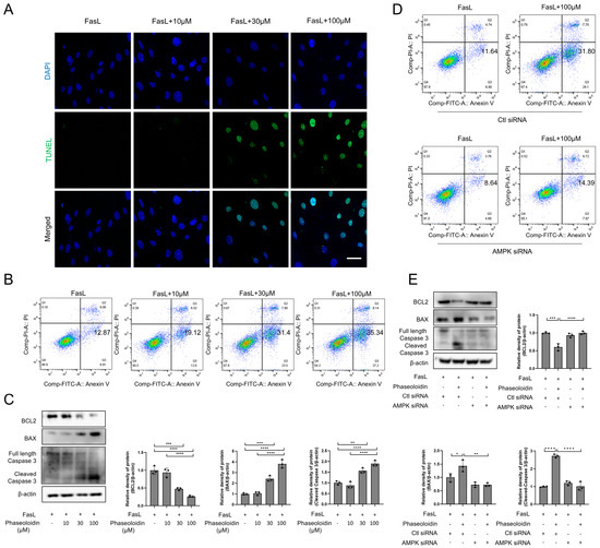 Biomedicines 13 02679 g004