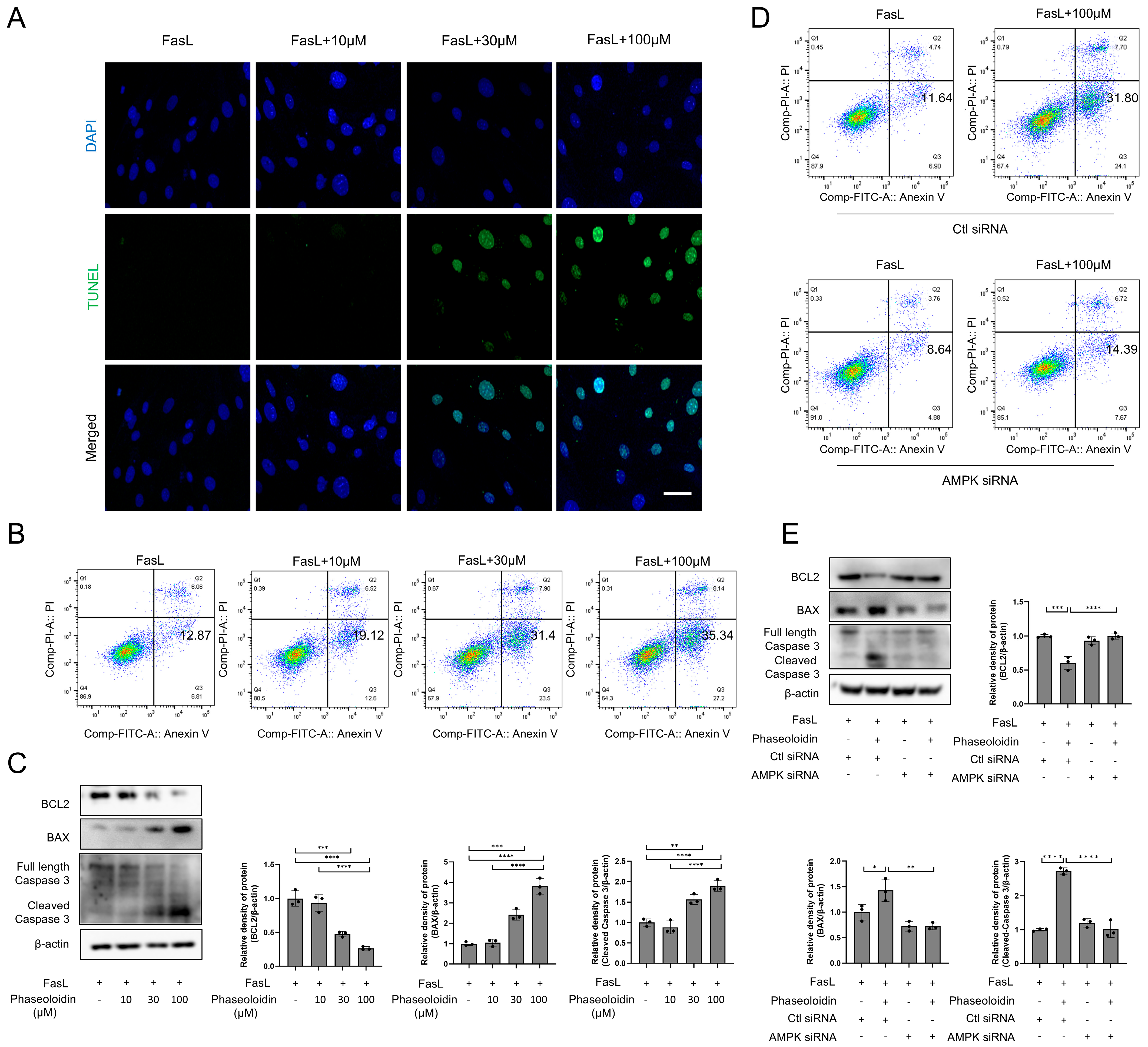 Biomedicines 13 02679 g004
