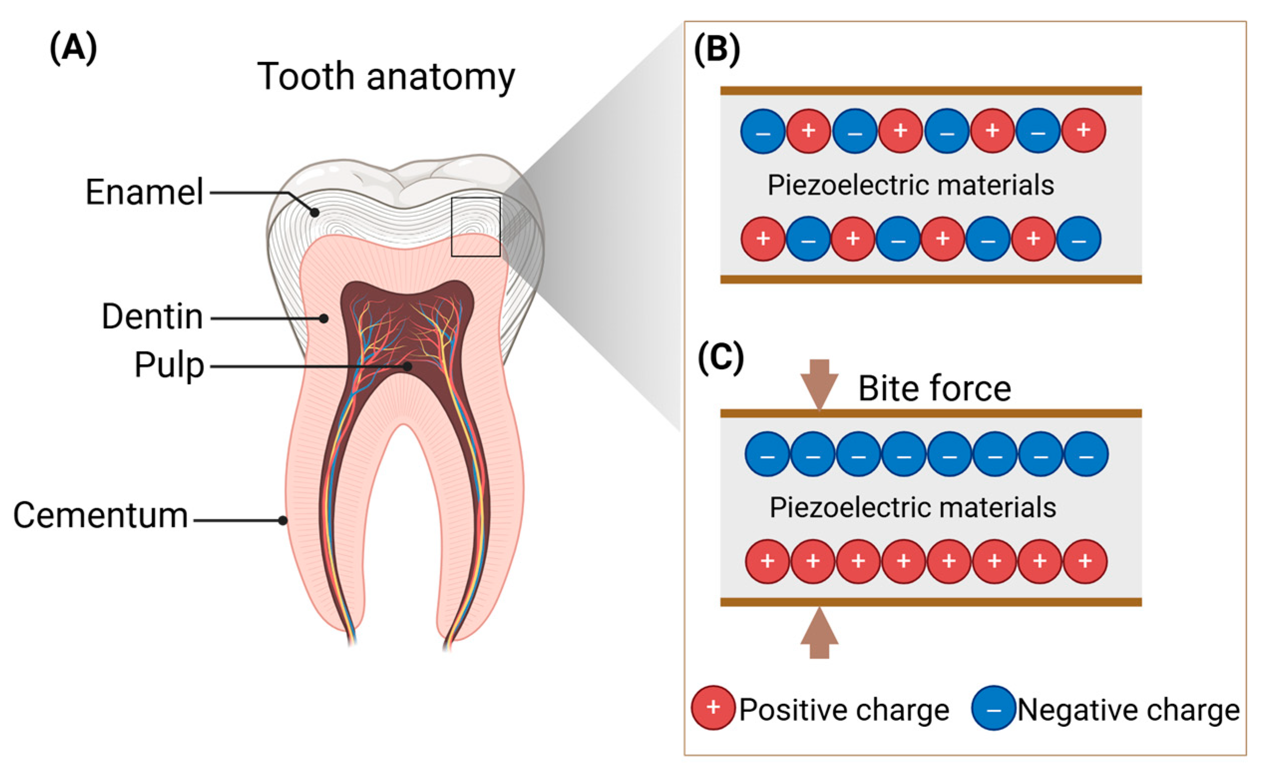 Biomedicines 13 02683 g002