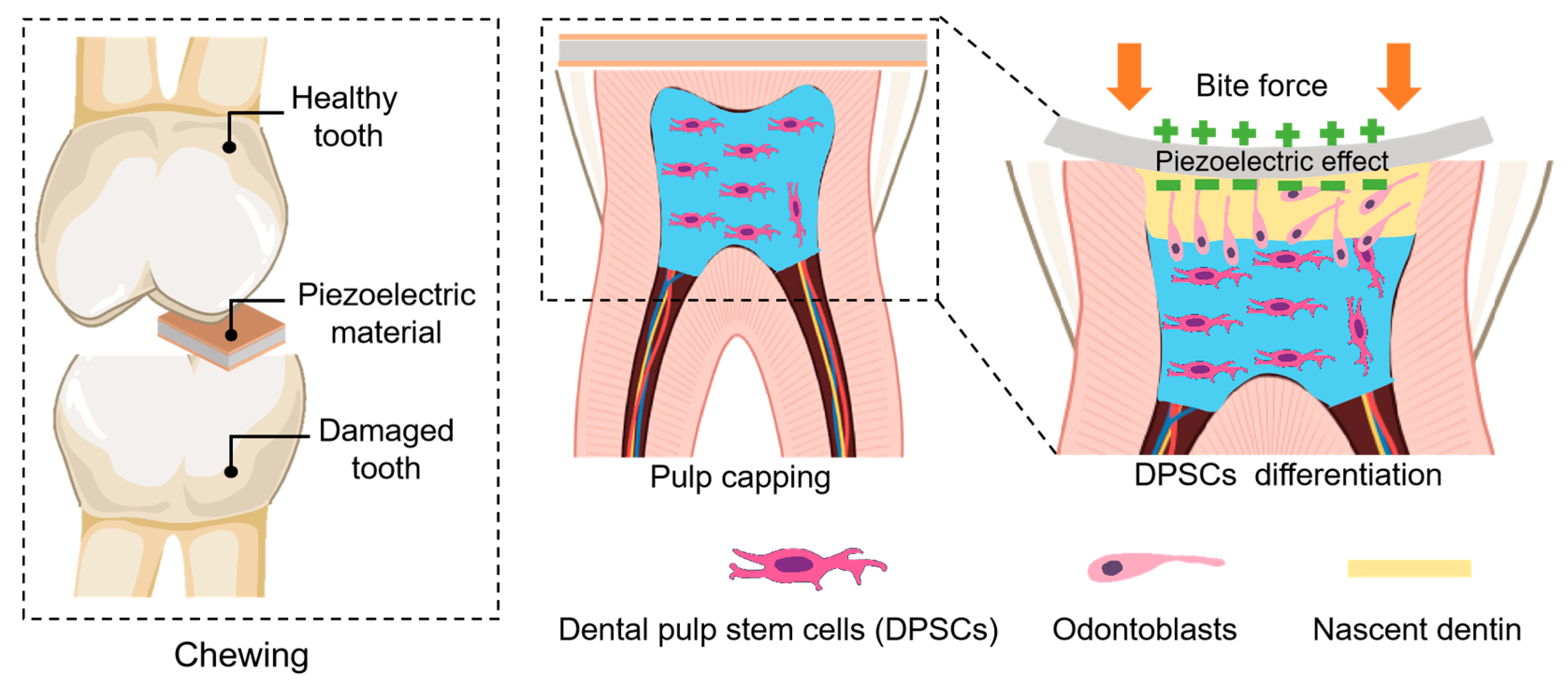 Biomedicines 13 02683 g003