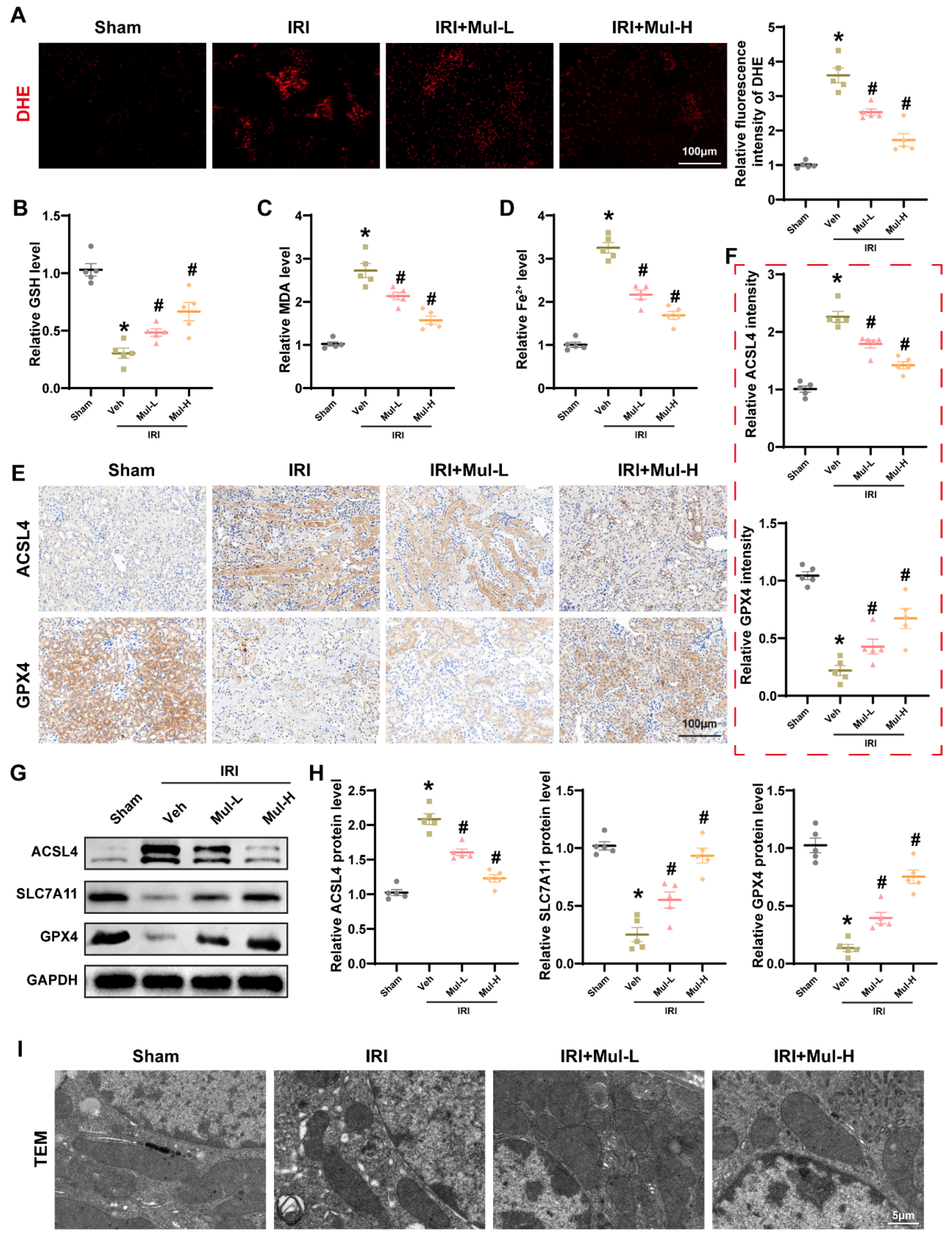 Biomedicines 13 02687 g002