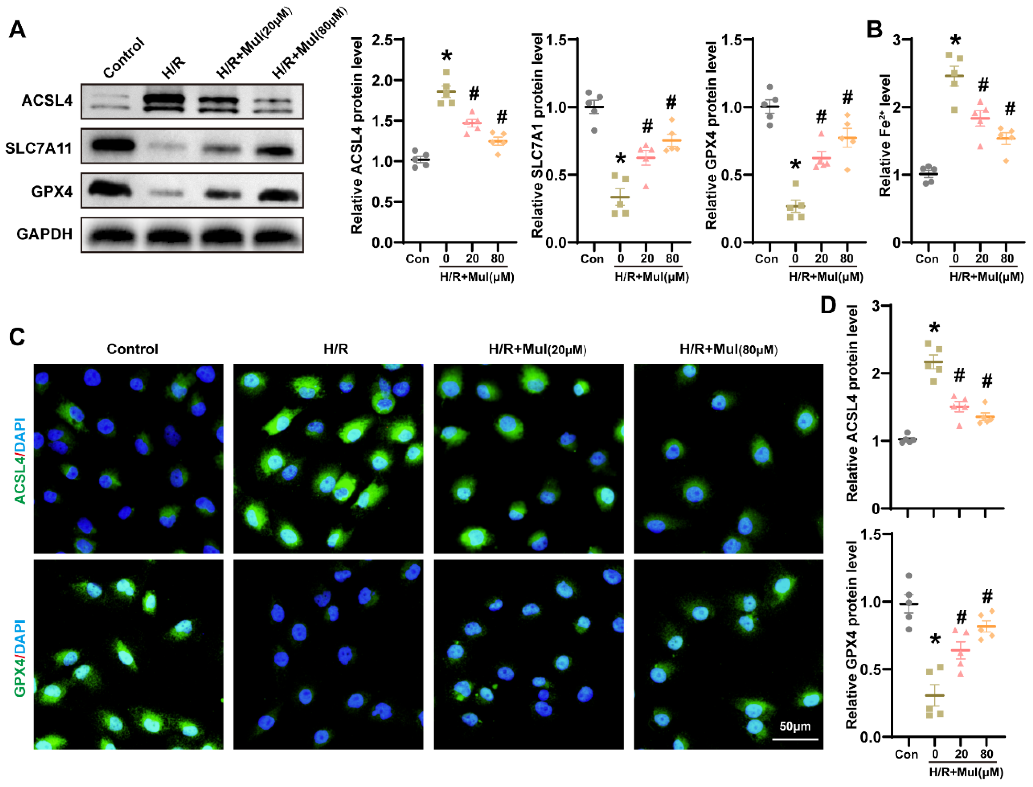 Biomedicines 13 02687 g004