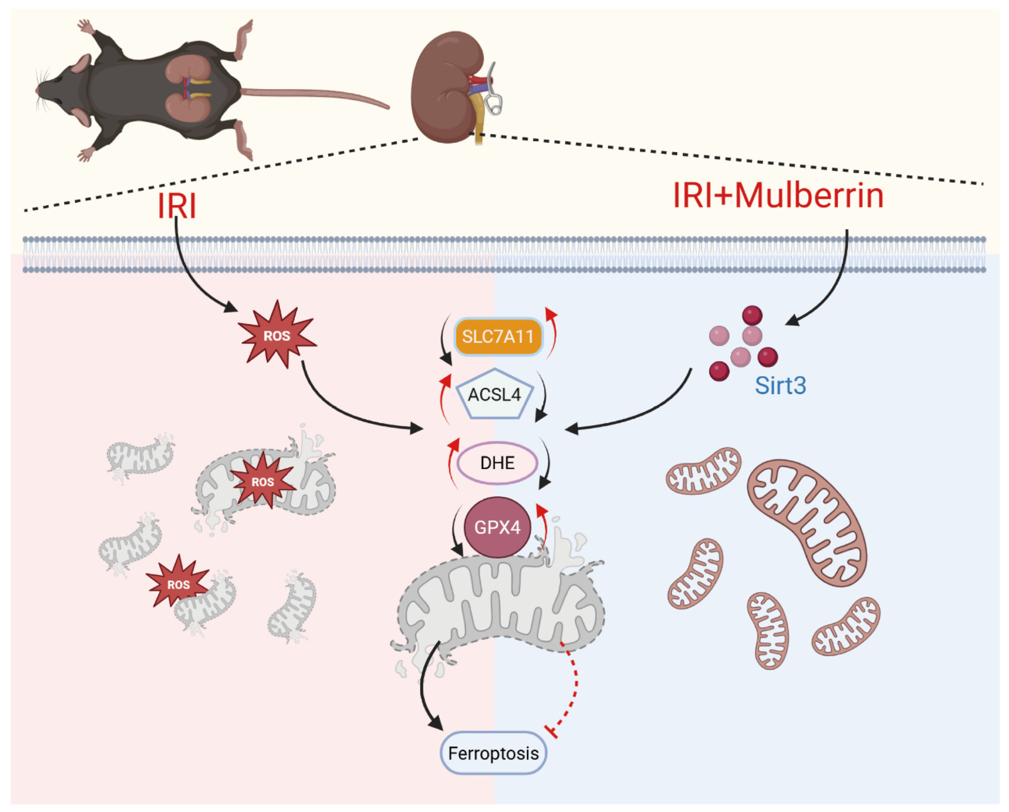 Biomedicines 13 02687 g009