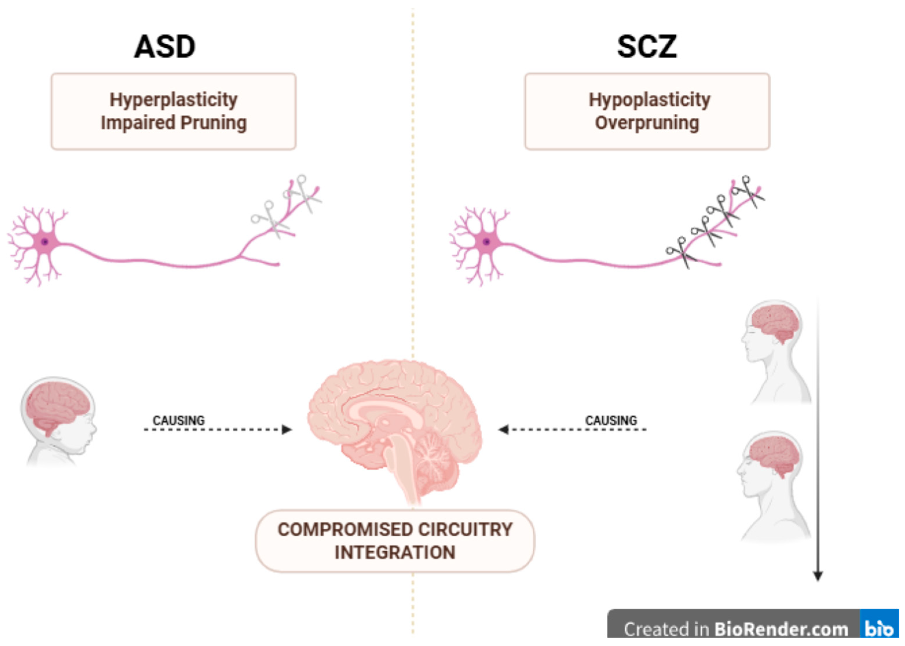Biomedicines 13 02695 g002