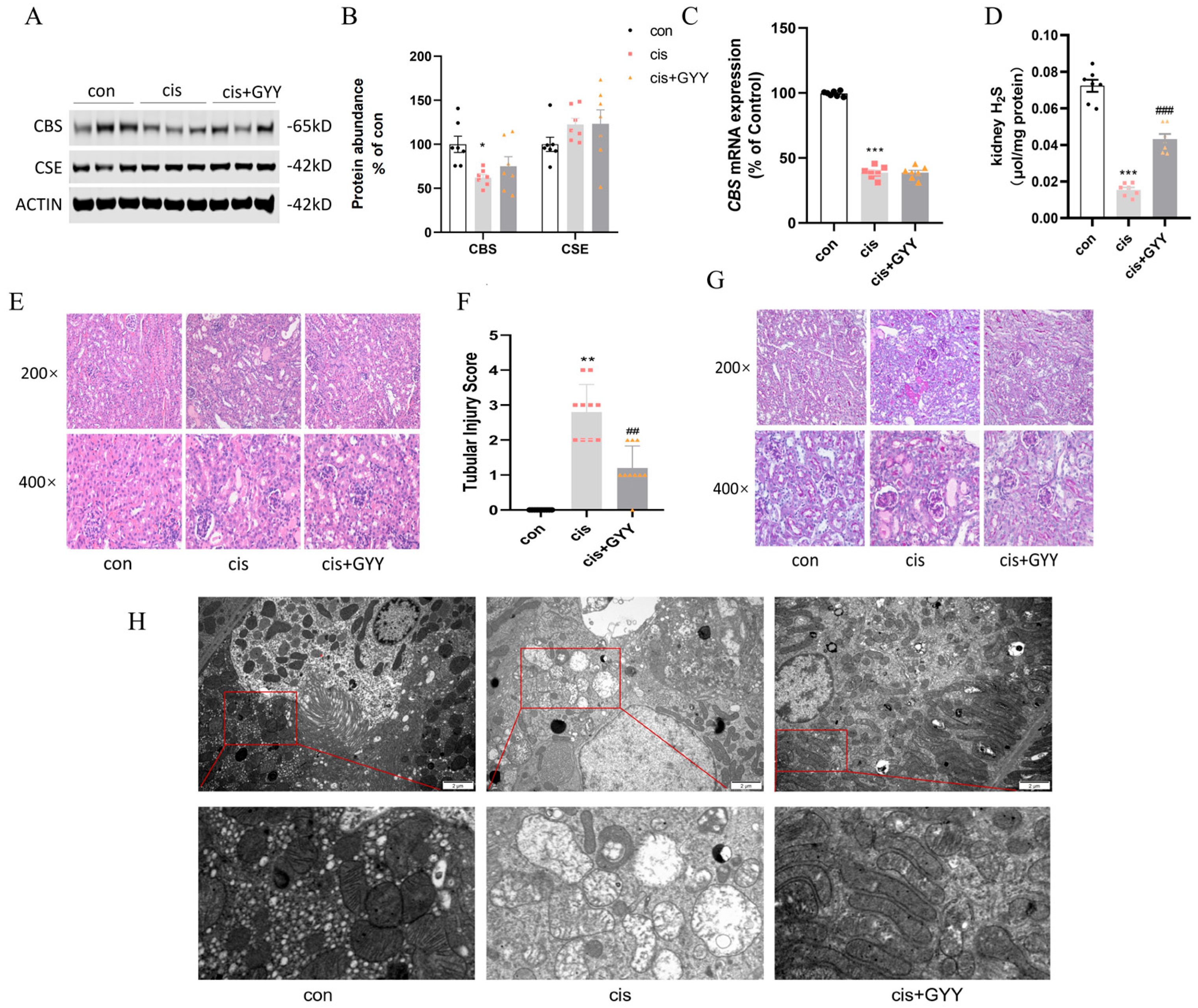 Biomedicines 13 02696 g002 Biomedicines 13 02696 g002