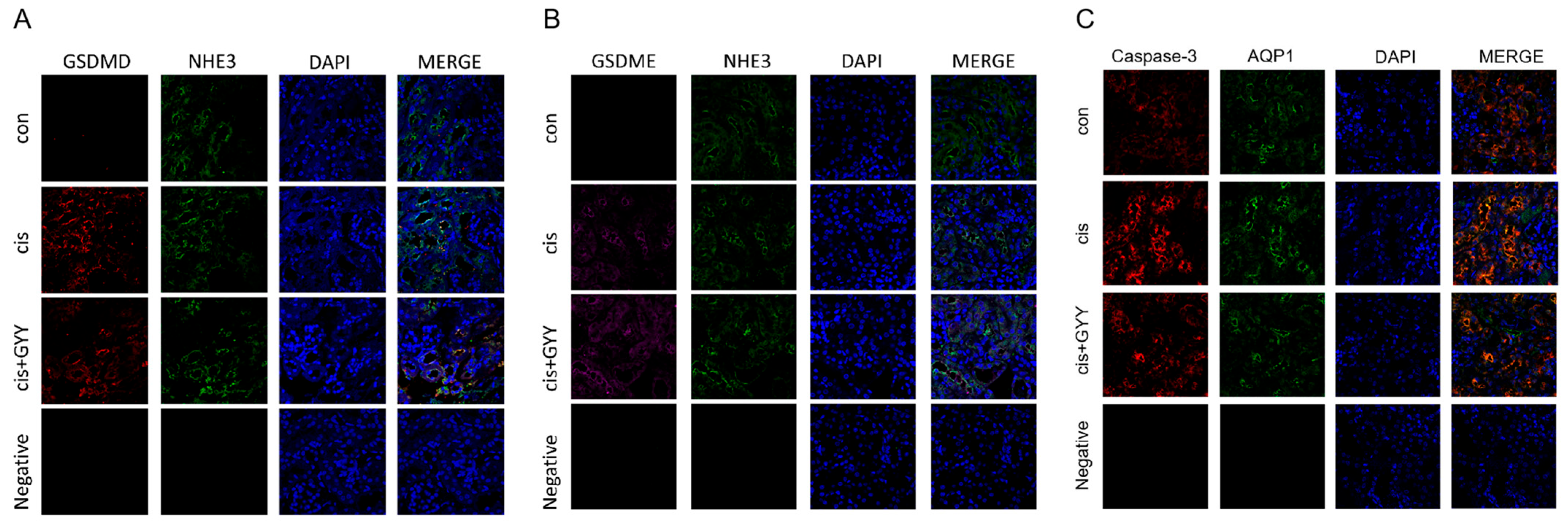 Biomedicines 13 02696 g004 Biomedicines 13 02696 g004