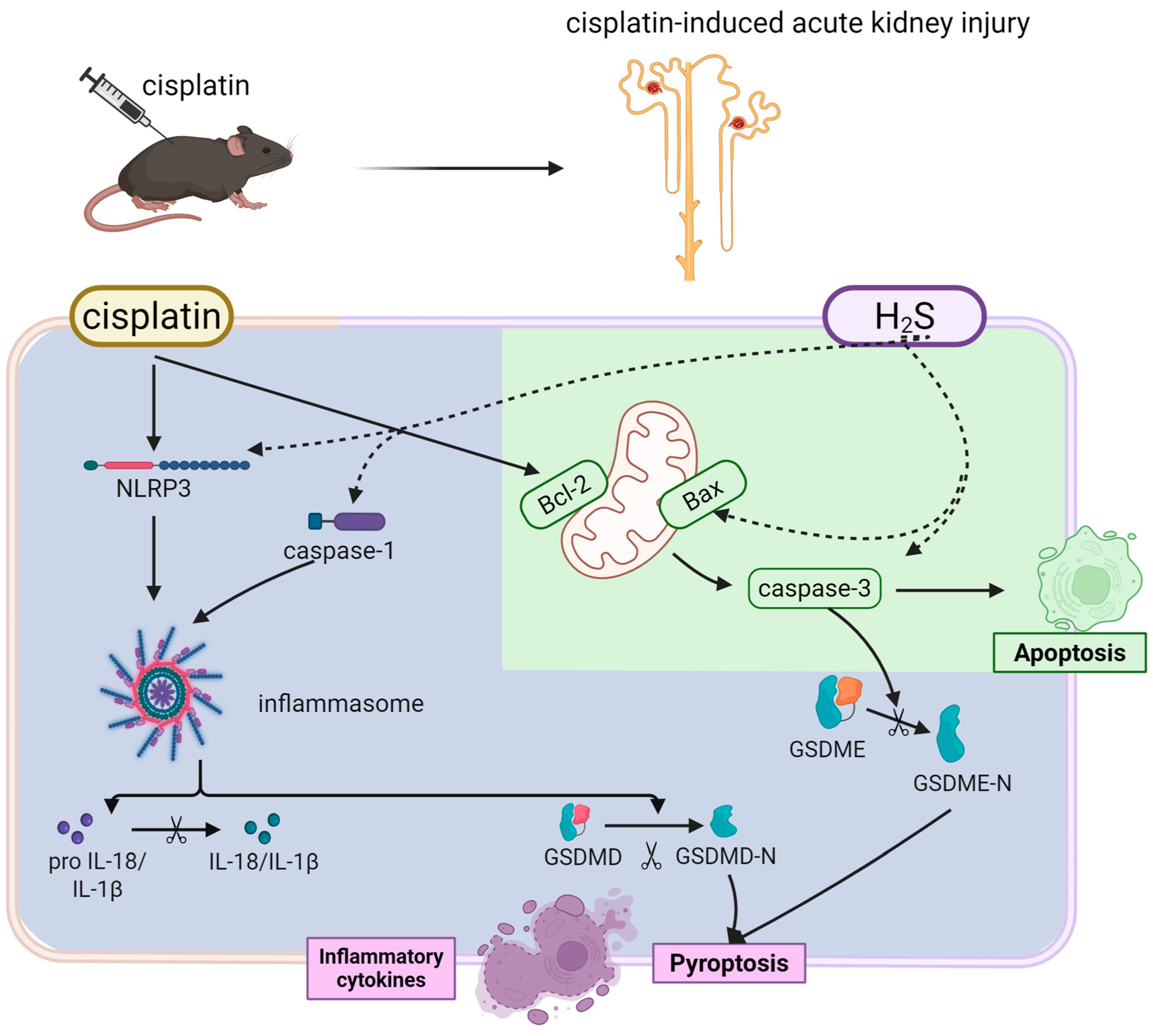 Biomedicines 13 02696 g008 Biomedicines 13 02696 g008