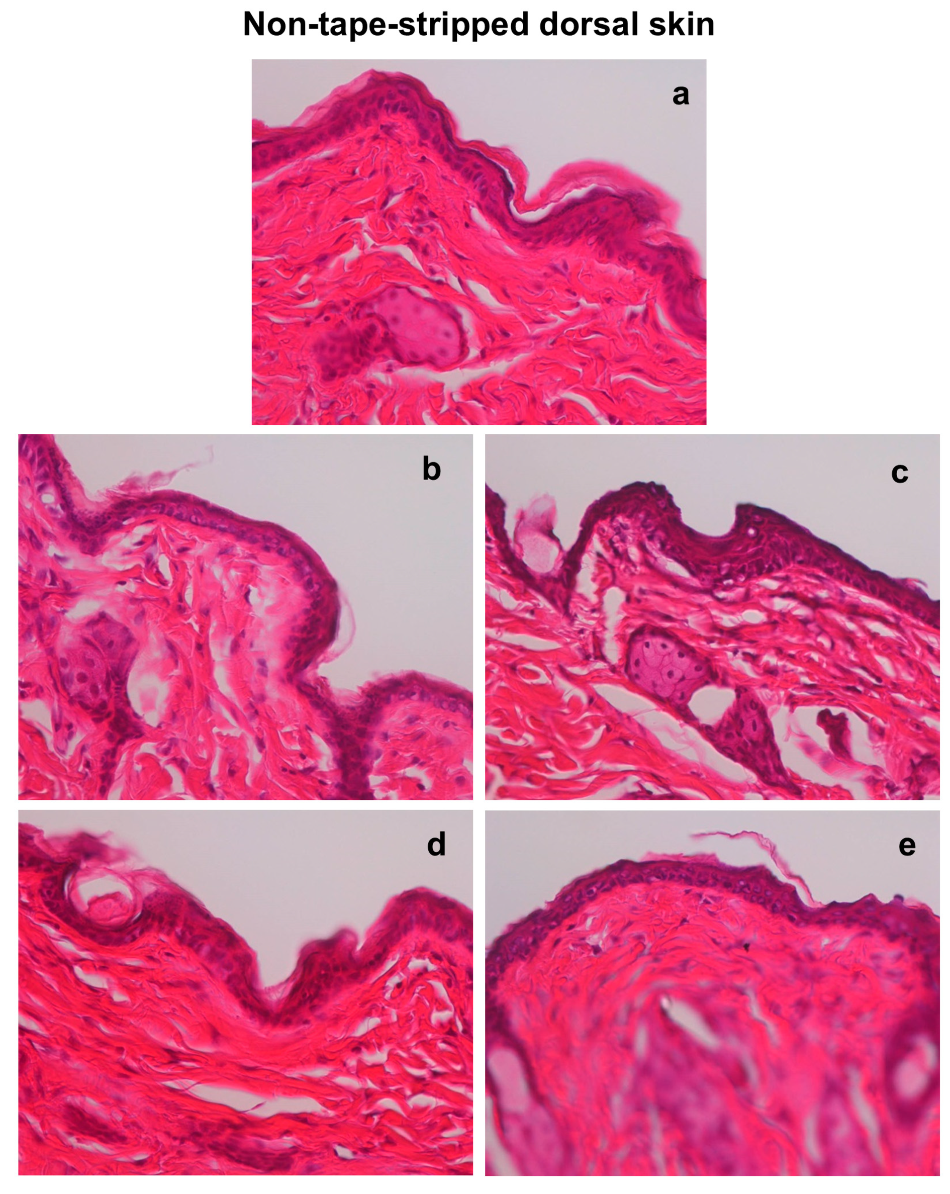Biomedicines 13 02707 g003