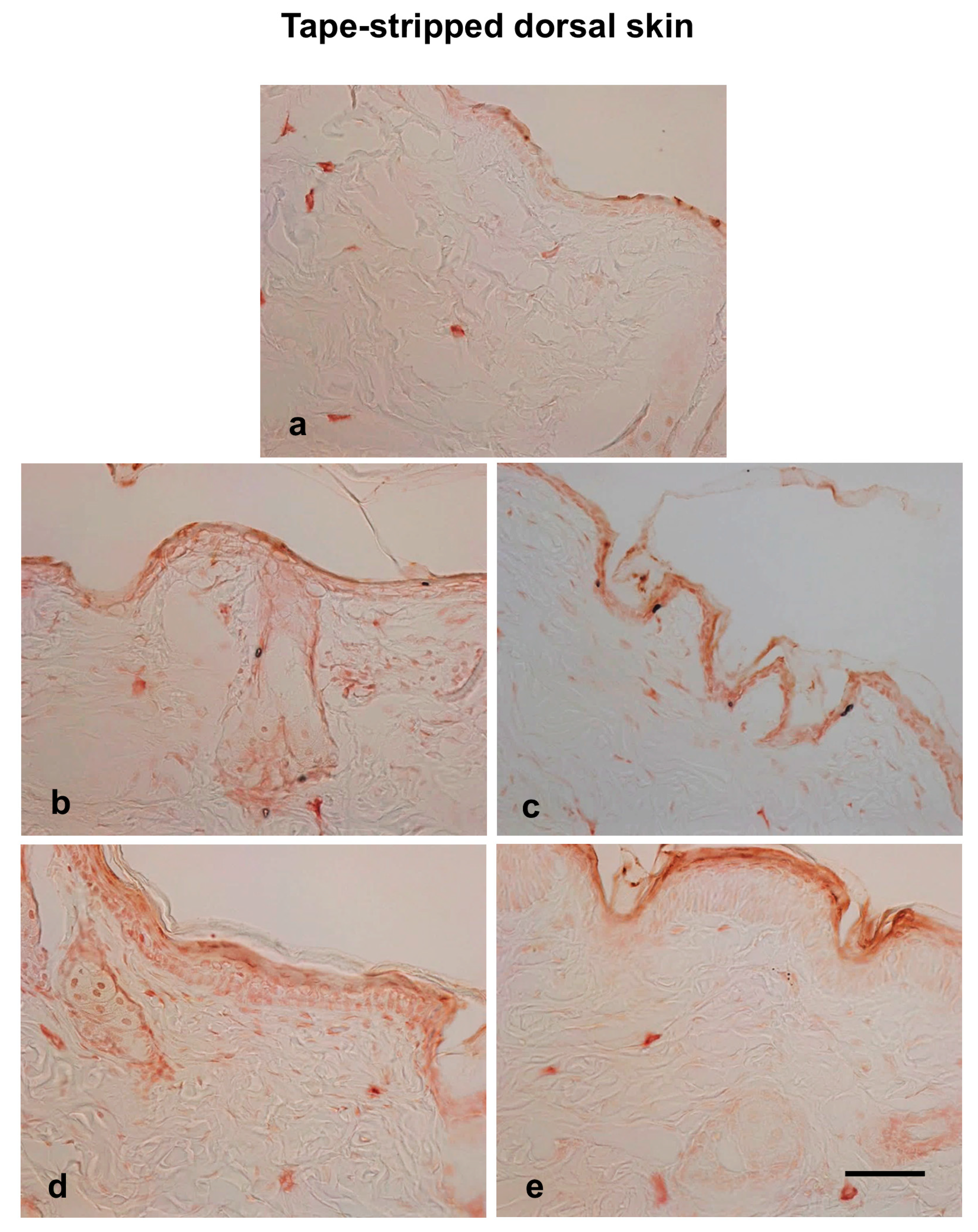 Biomedicines 13 02707 g005