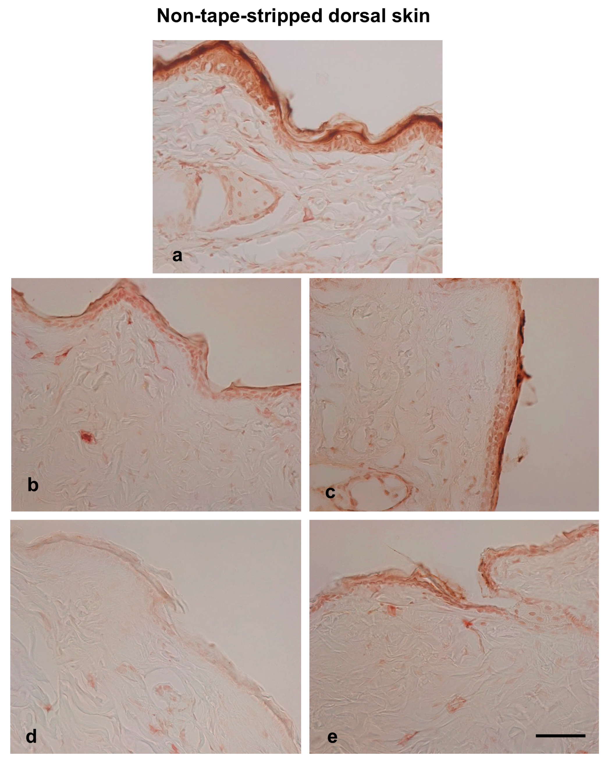Biomedicines 13 02707 g006