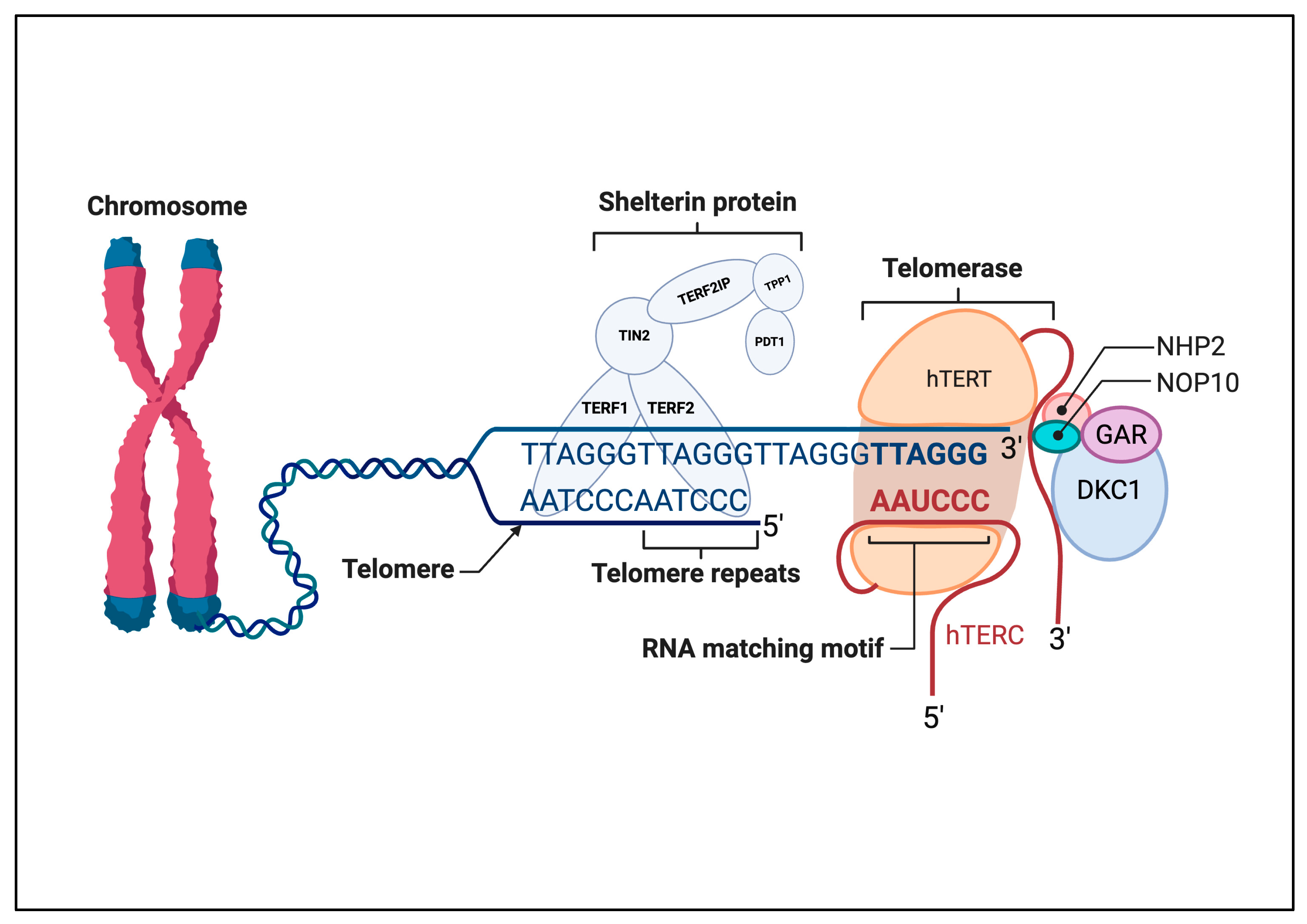 Biomedicines 13 02721 g001