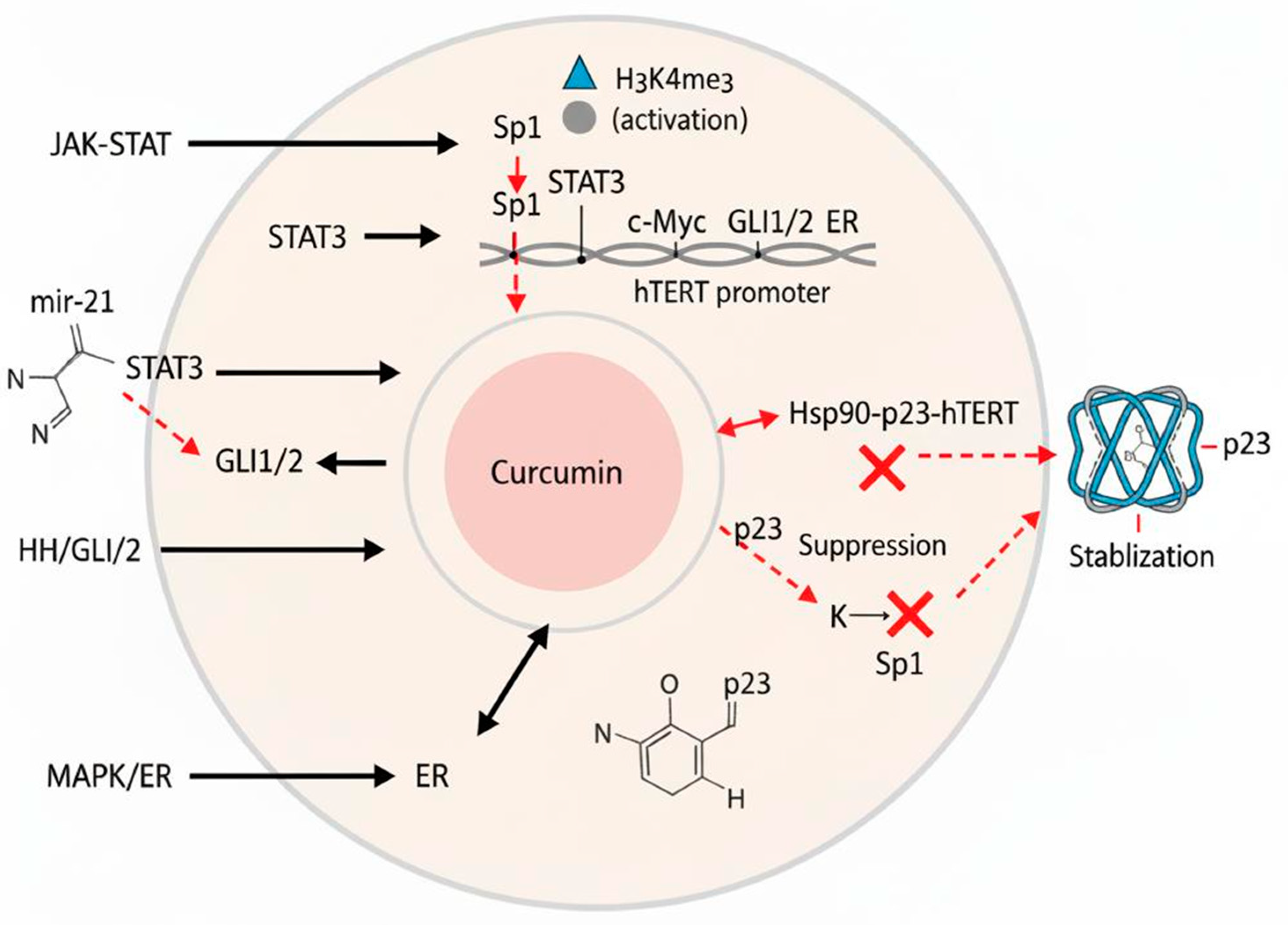 Biomedicines 13 02721 g002