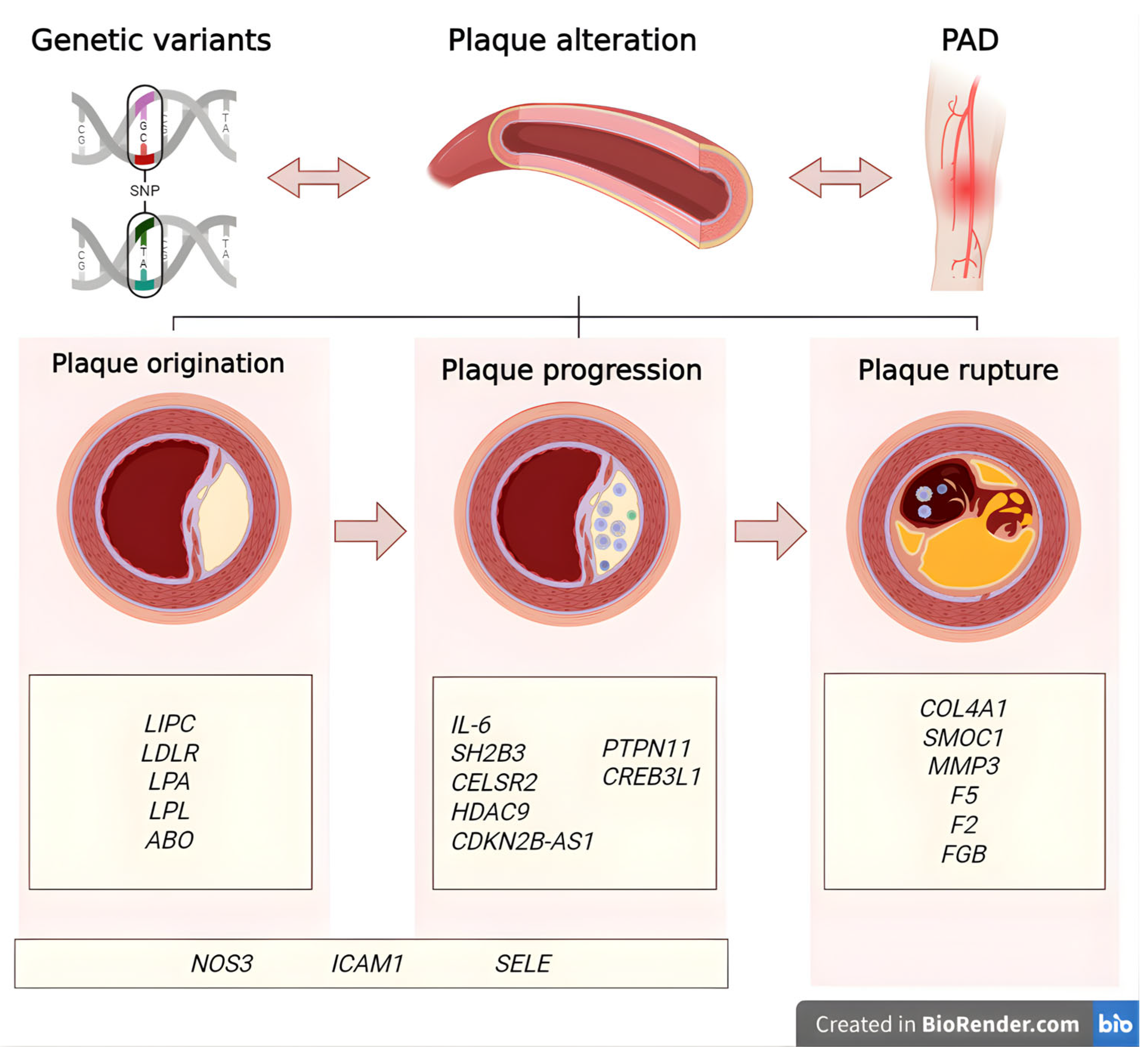 Biomedicines 13 02723 g001